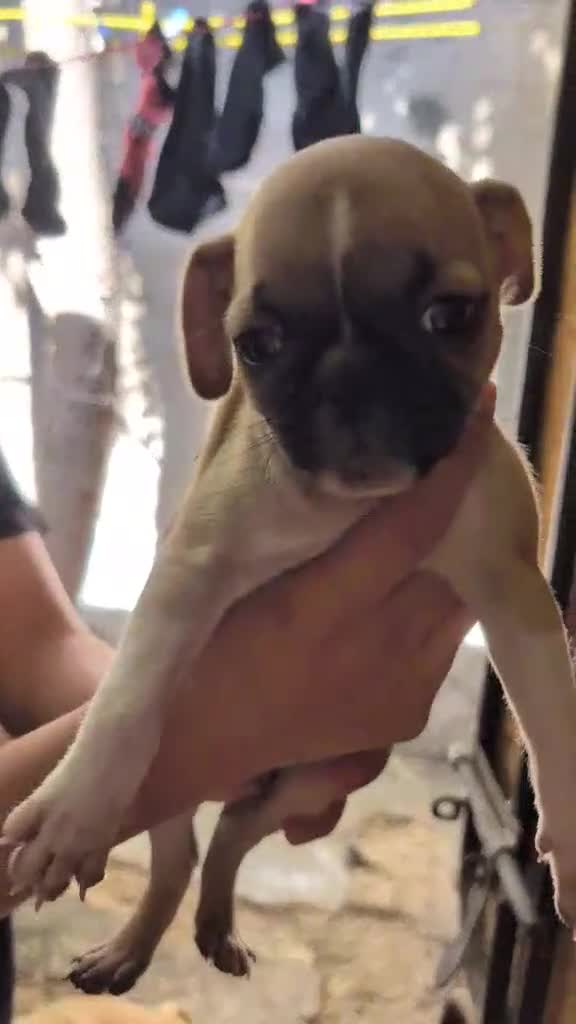 Pug dogs for sale: Pug 3 LIL ROSY - Video 1