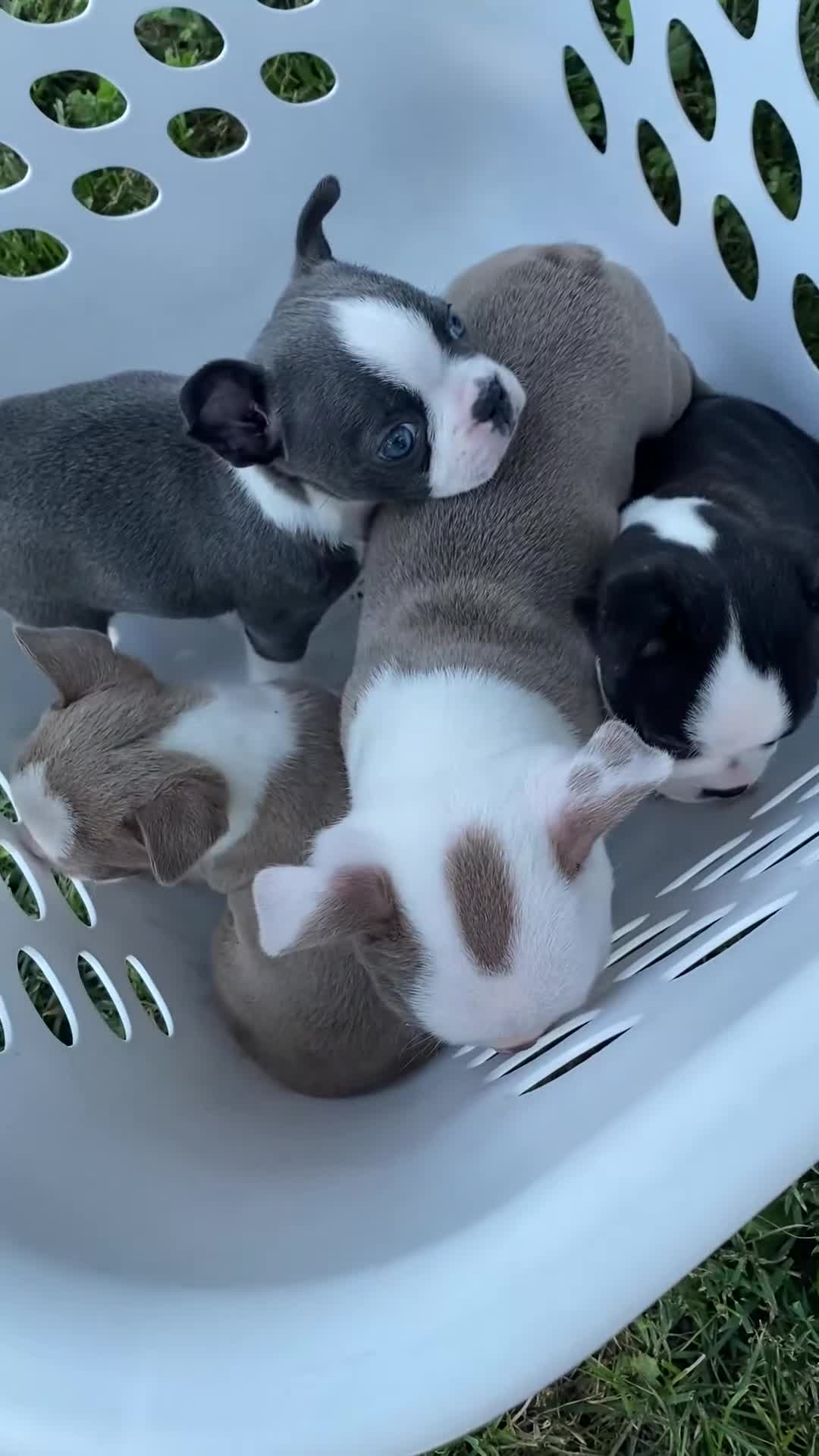 Boston Terrier dogs for sale: AKC Little Girl Aria - Video 1