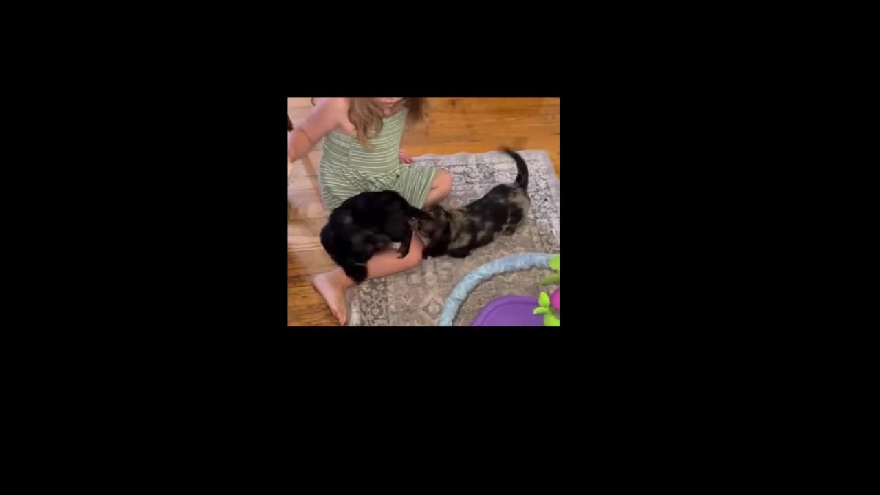 Dachshund dogs for sale: Scotty - Video 1