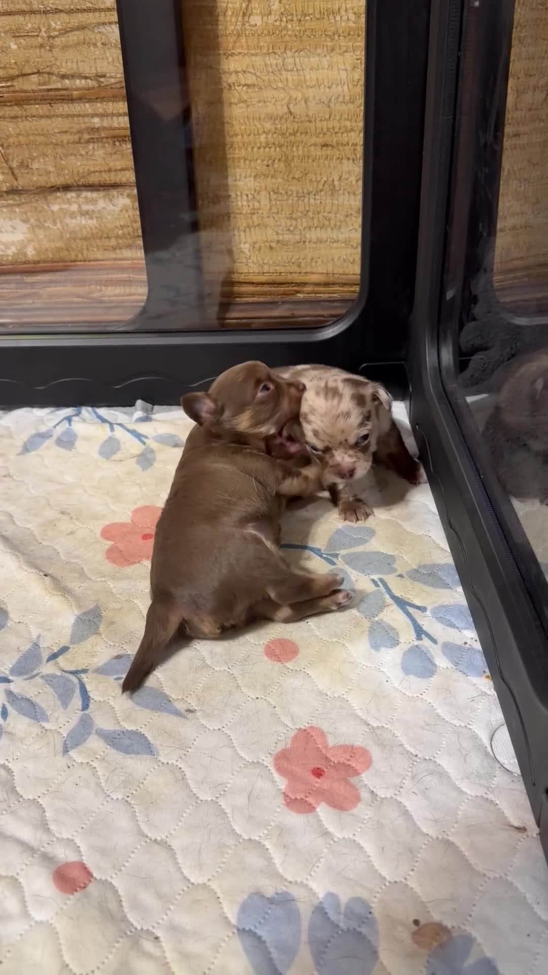 Chihuahua dogs for sale: Dolly - Video 3