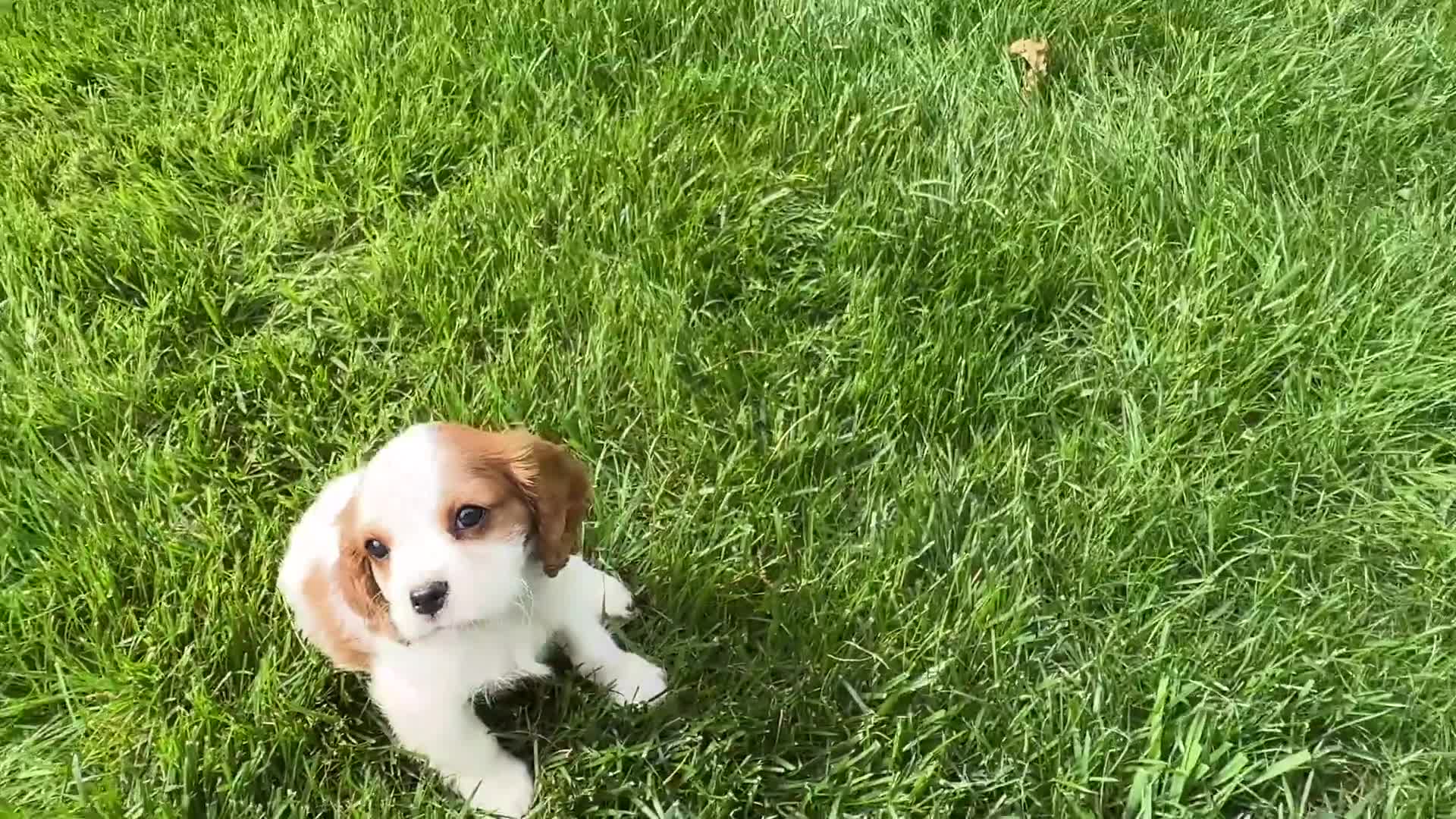Cavalier King Charles Spaniel dogs for sale: Gus - Video 1