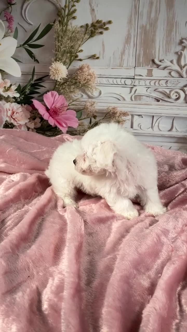 Bichon Frise dogs for sale: AKC-Riley - Video 1