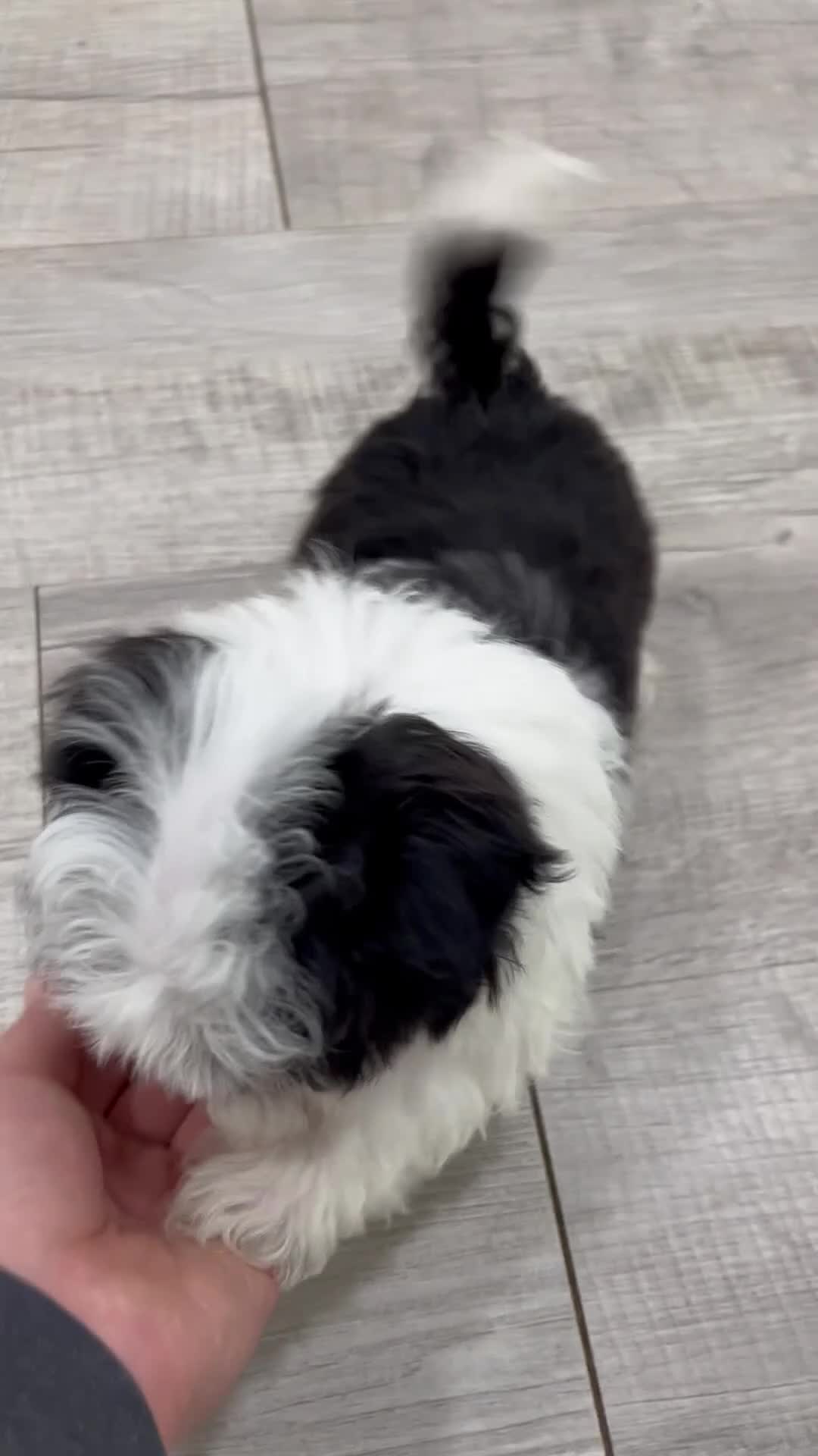 Havanese dogs for sale: Hailey - Video 1