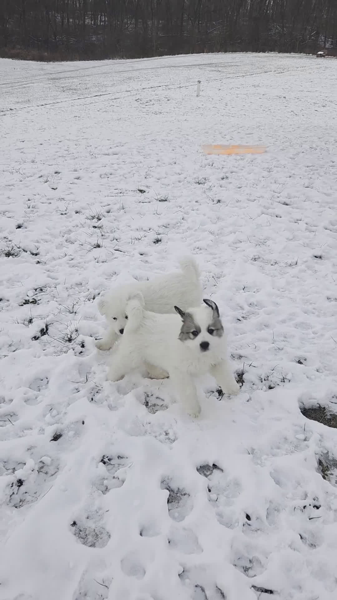 Great Pyrenees dogs for sale: Polar - Video 2