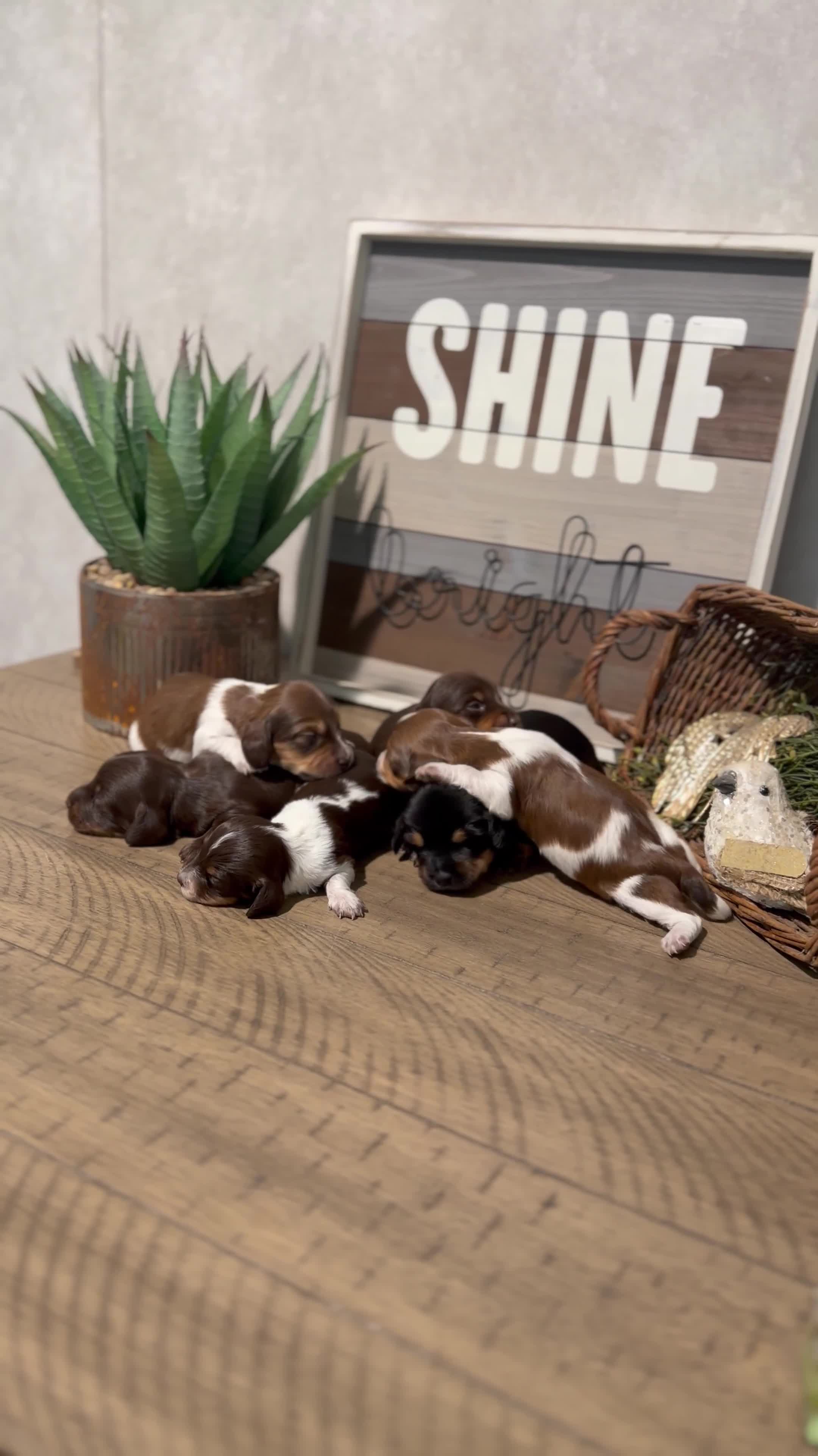 Miniature Dachshund dogs for sale: Bandit - Video 1