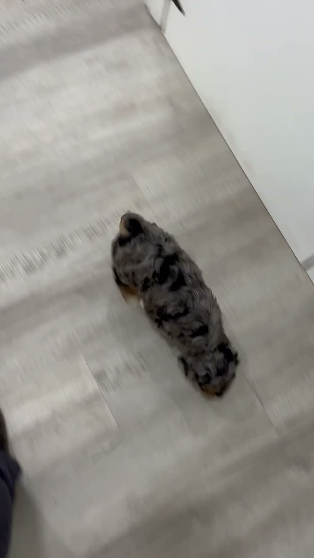 Cockapoo dogs for sale: Bear  - Video 1