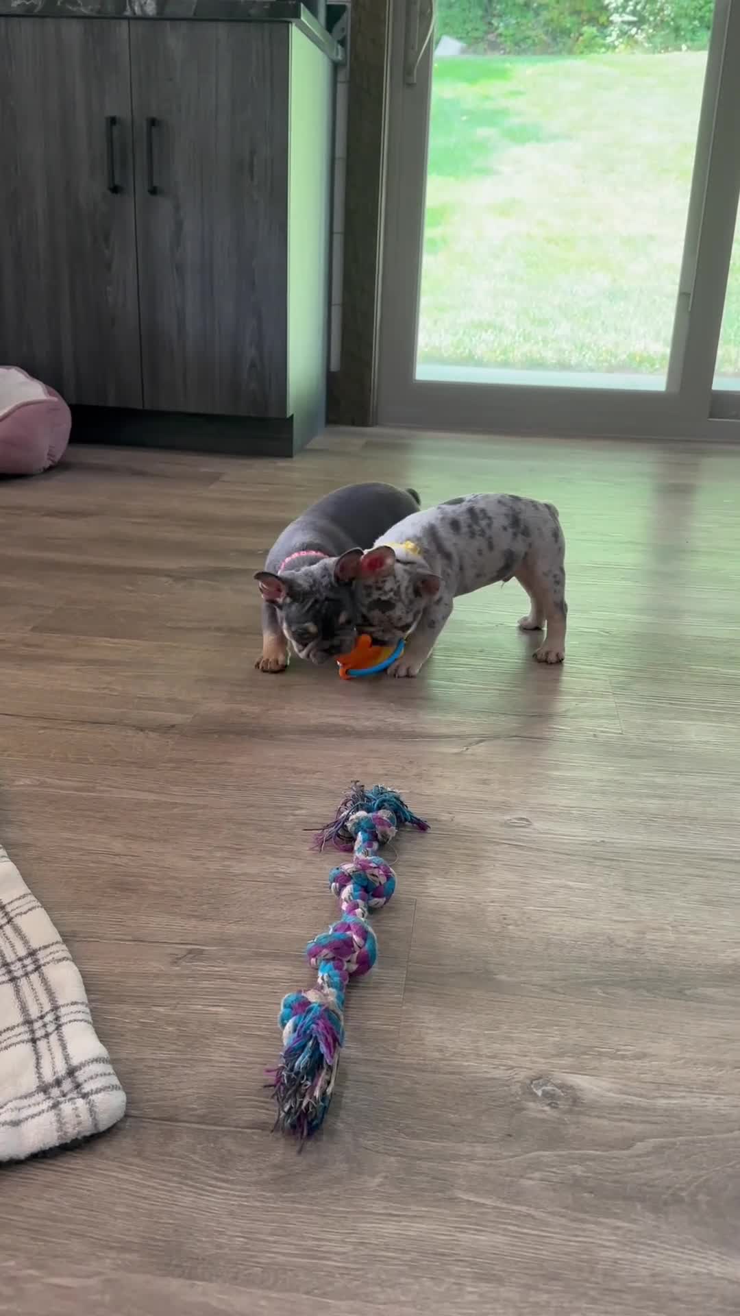 French Bulldog dogs for sale: Leo - Video 1