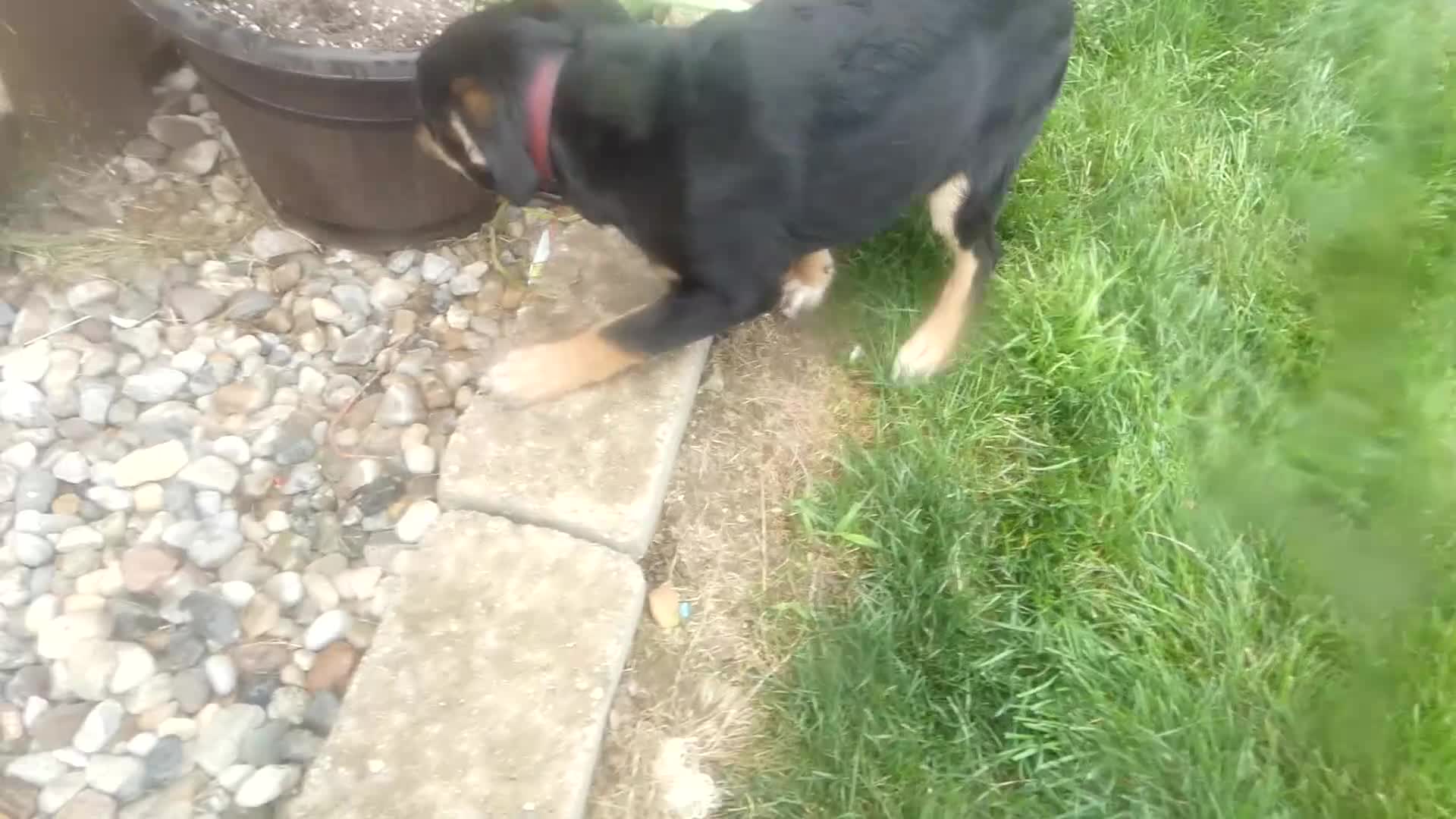 Sheprador dogs for sale: Golden Shepherd 4 Sweetie - Video 1