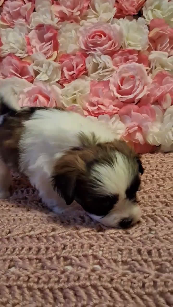 Shih Tzu dogs for sale: Heart - Video 1