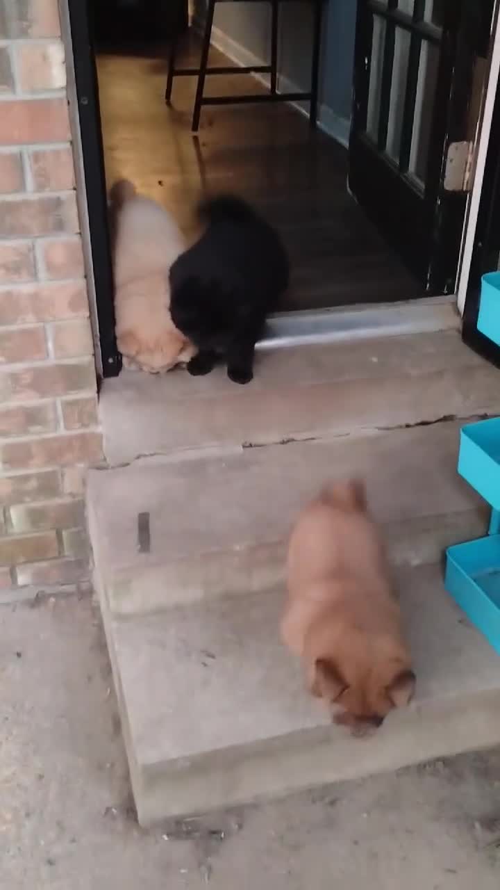 Chow Chow dogs for sale: Black male - Video 2
