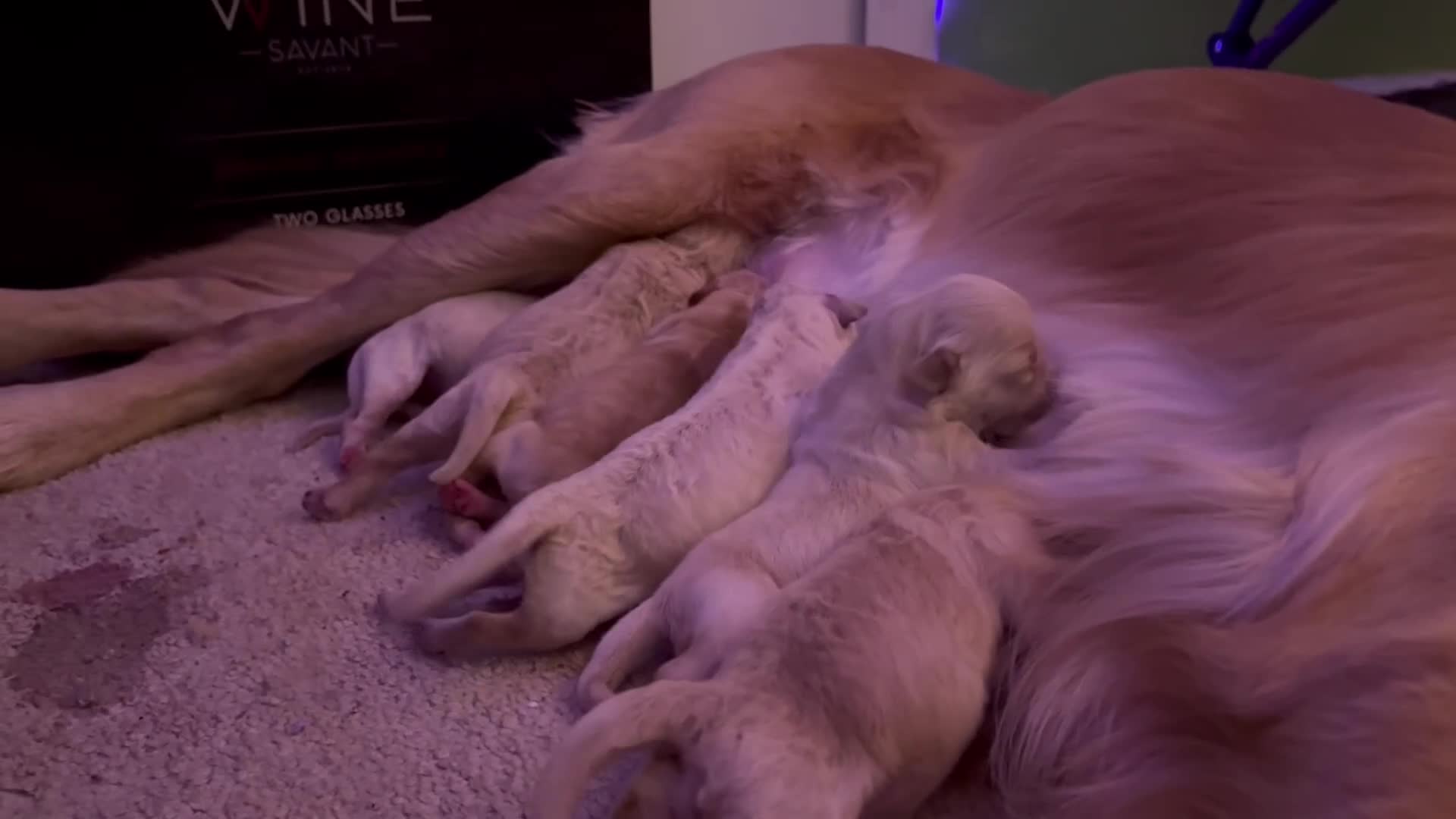 Golden Retriever dogs for sale: Nova - Video 2