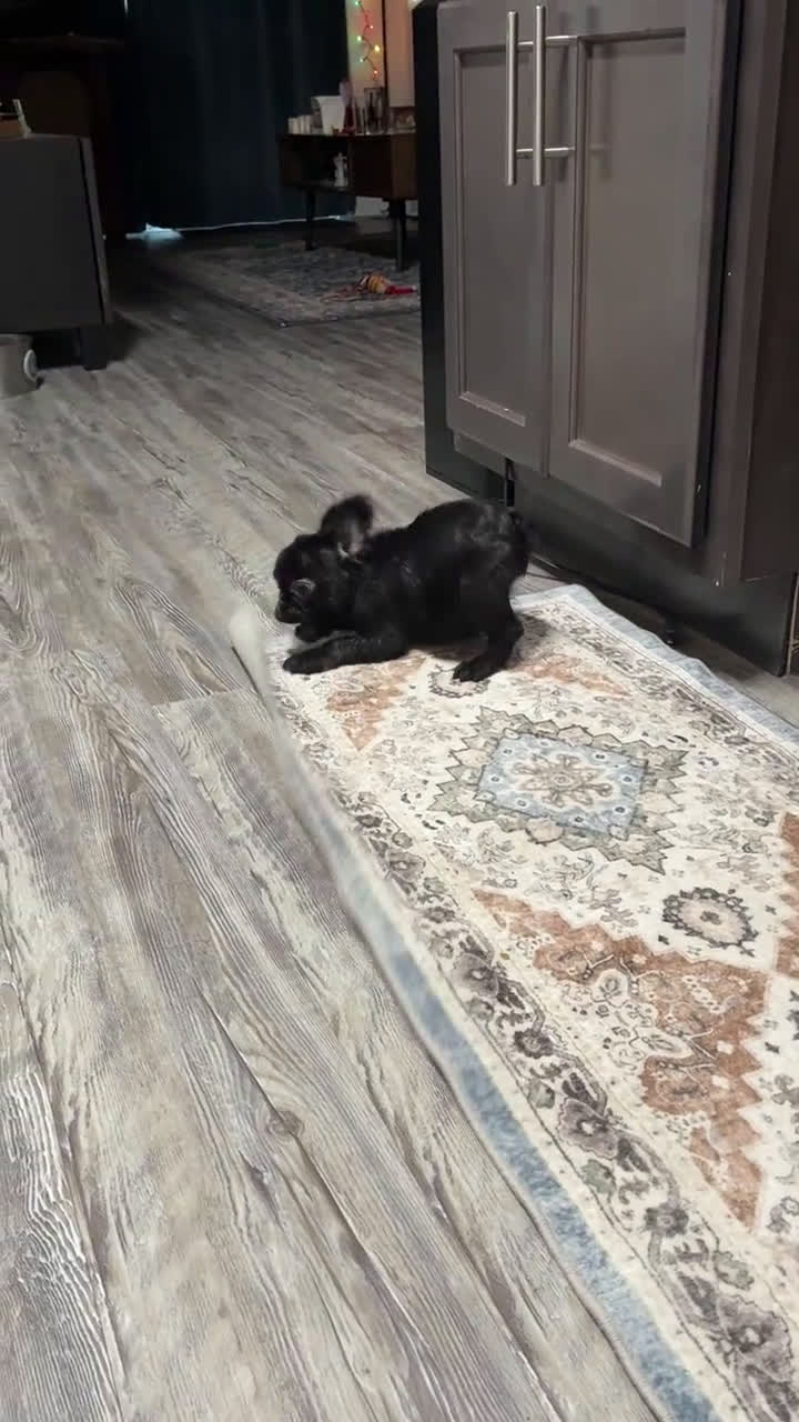 French Bulldog dogs for sale: Coco - Video 1