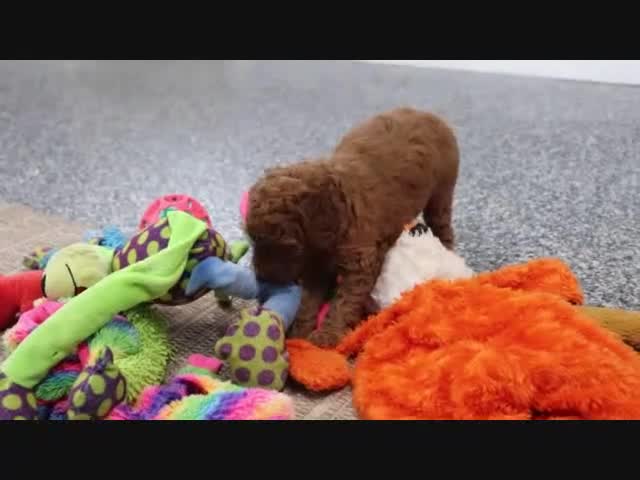 Mini Goldendoodle dogs for sale: Arnold - Video 3