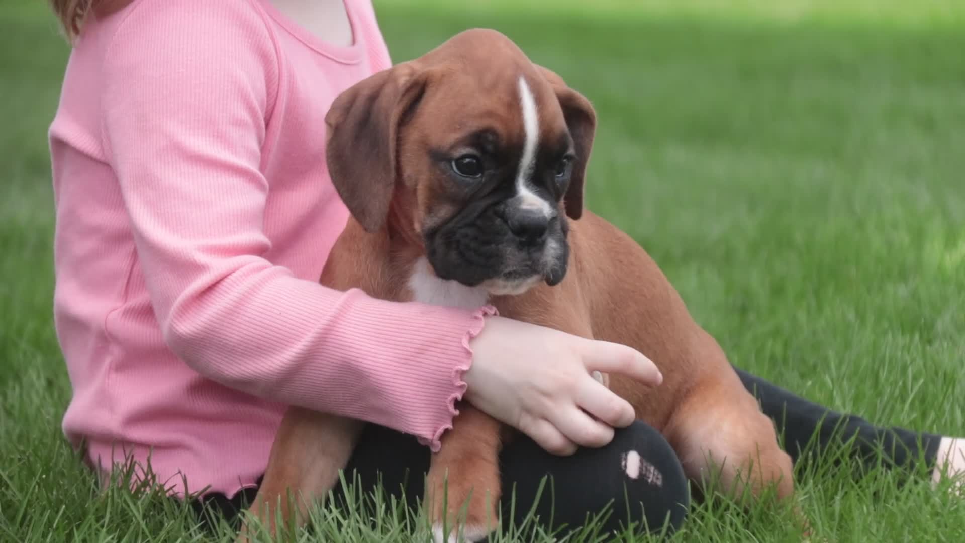 Boxer dogs for sale: Violet - Video 1