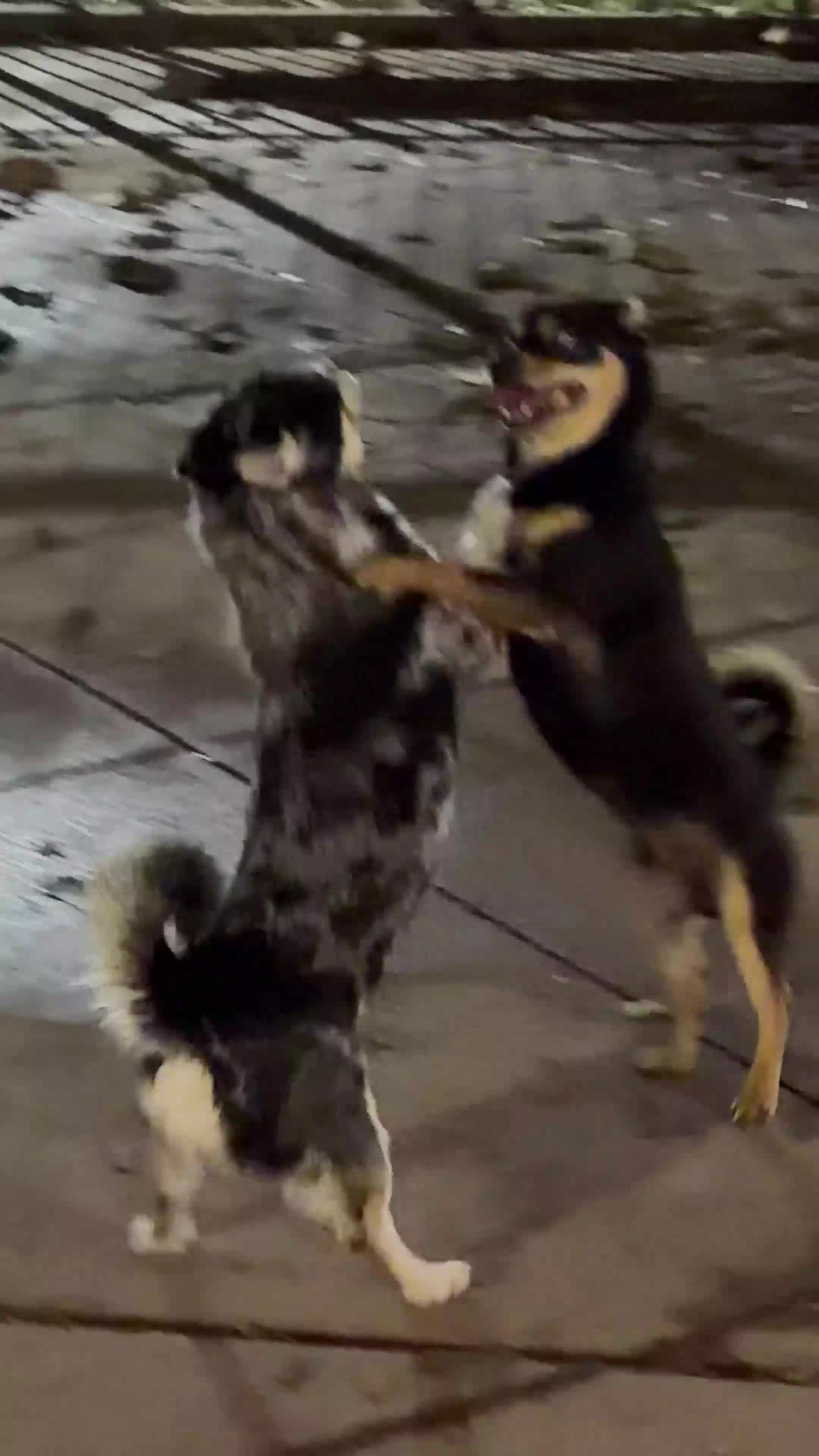 Mixed Breed dogs for sale: Mixed Breed 1 - Video 1