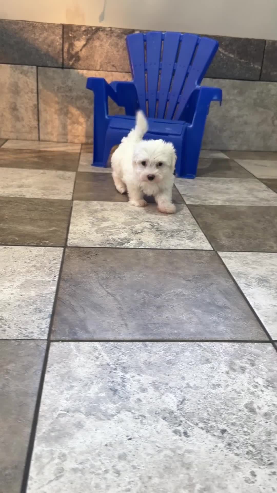 Maltese dogs for sale: Ace - Video 1