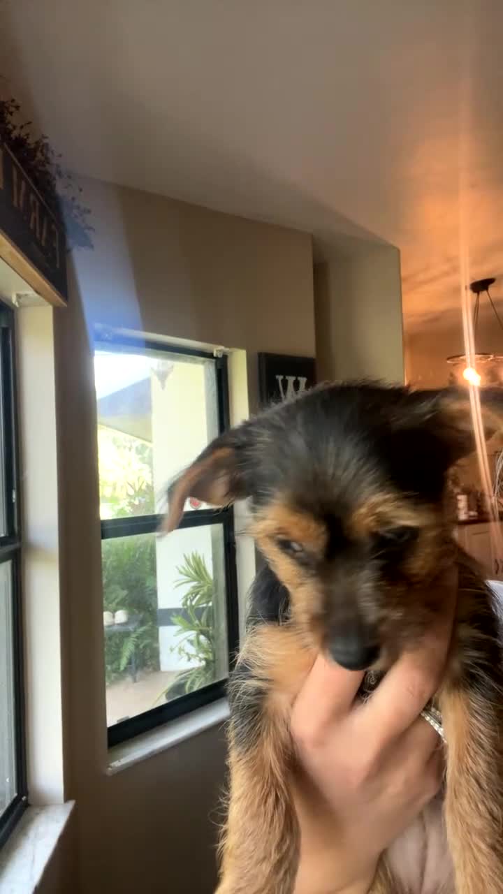 Mixed Breed dogs for sale: Mixed Breed 1 - Video 1
