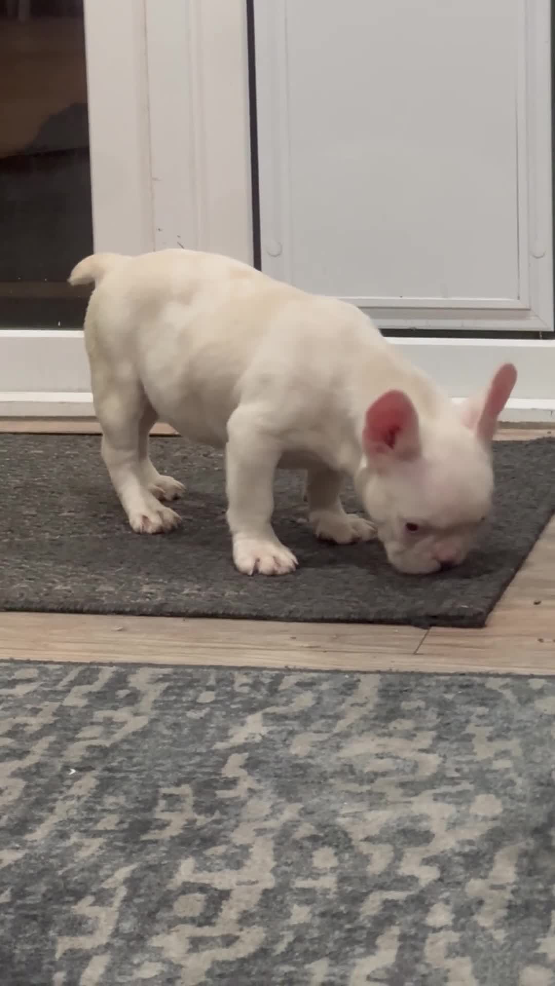 French Bulldog dogs for sale: Pinkey  - Video 1