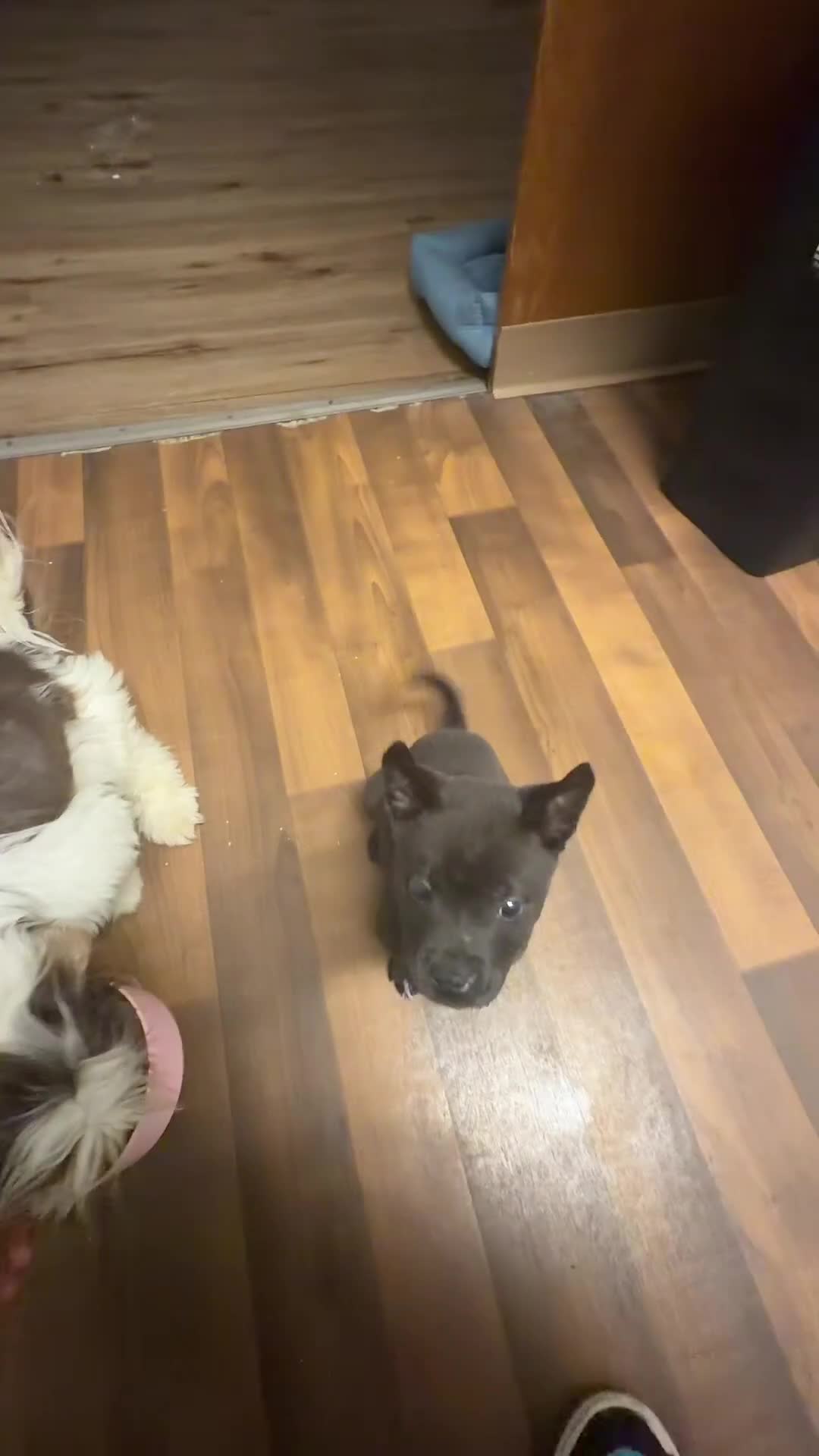 Mixed Breed dogs for sale: Mixed Breed Puppy 1 - Video 1