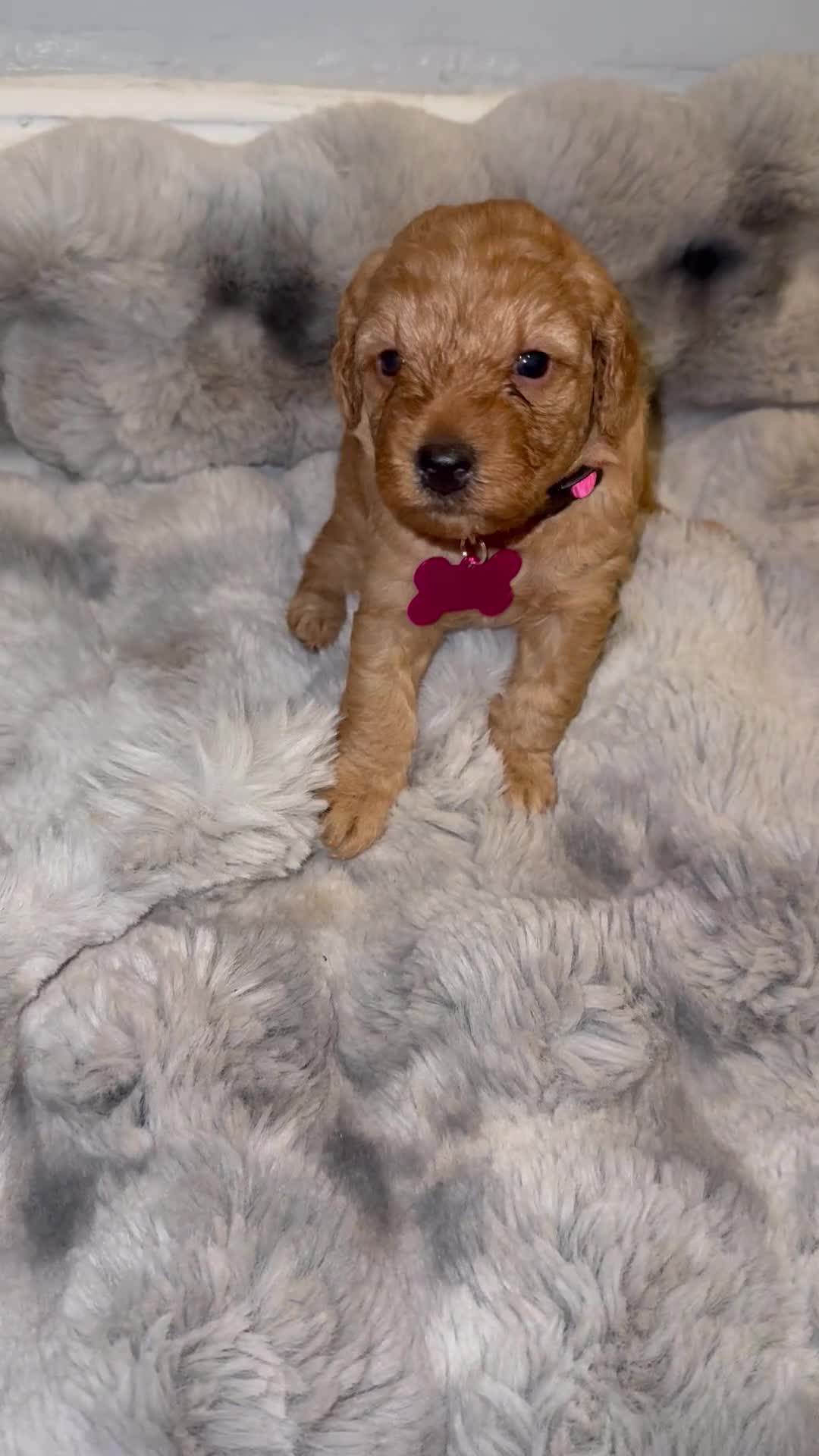 Mini Goldendoodle dogs for sale: Mini Goldendoodle 3 - Video 1