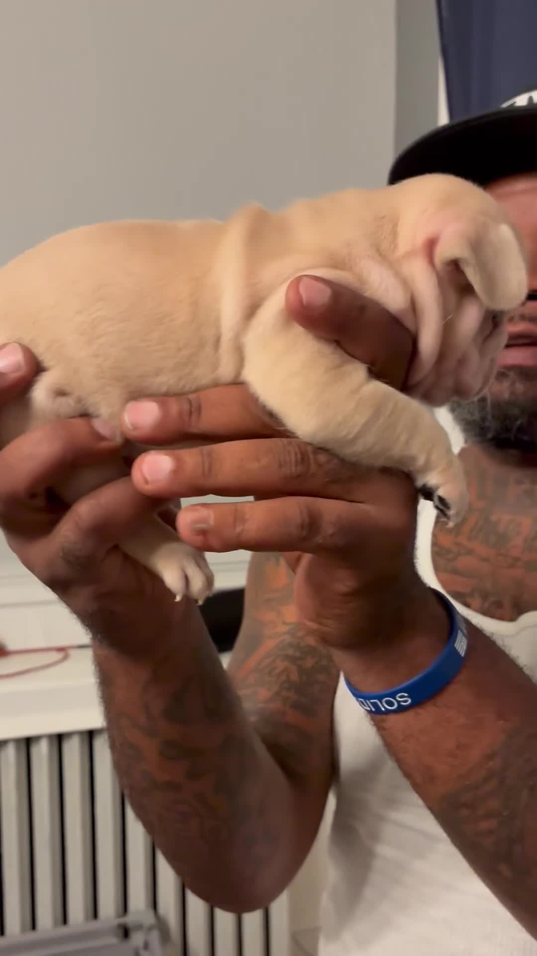 French Bulldog dogs for sale: French Bulldog 1 - Video 1