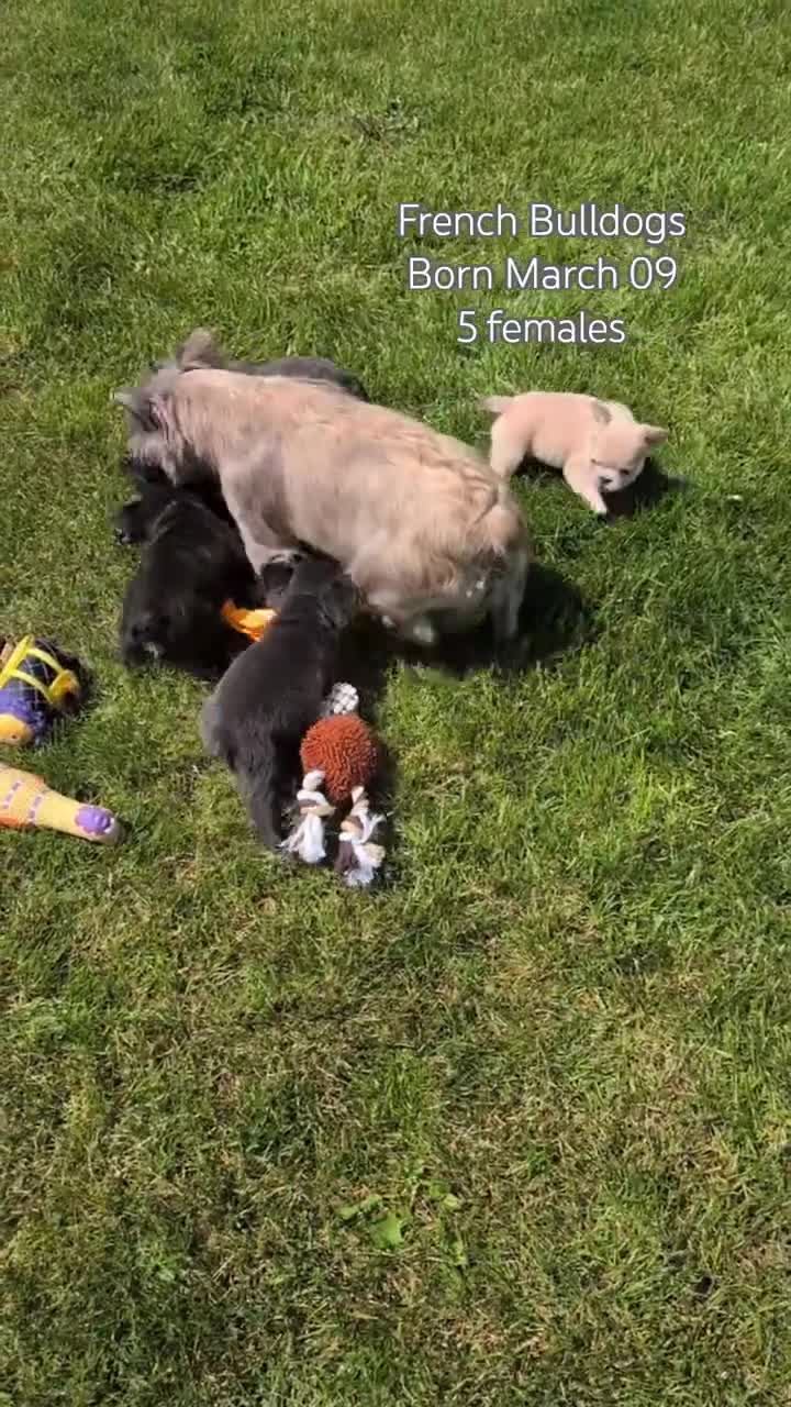 French Bulldog dogs for sale: Elena - Video 3