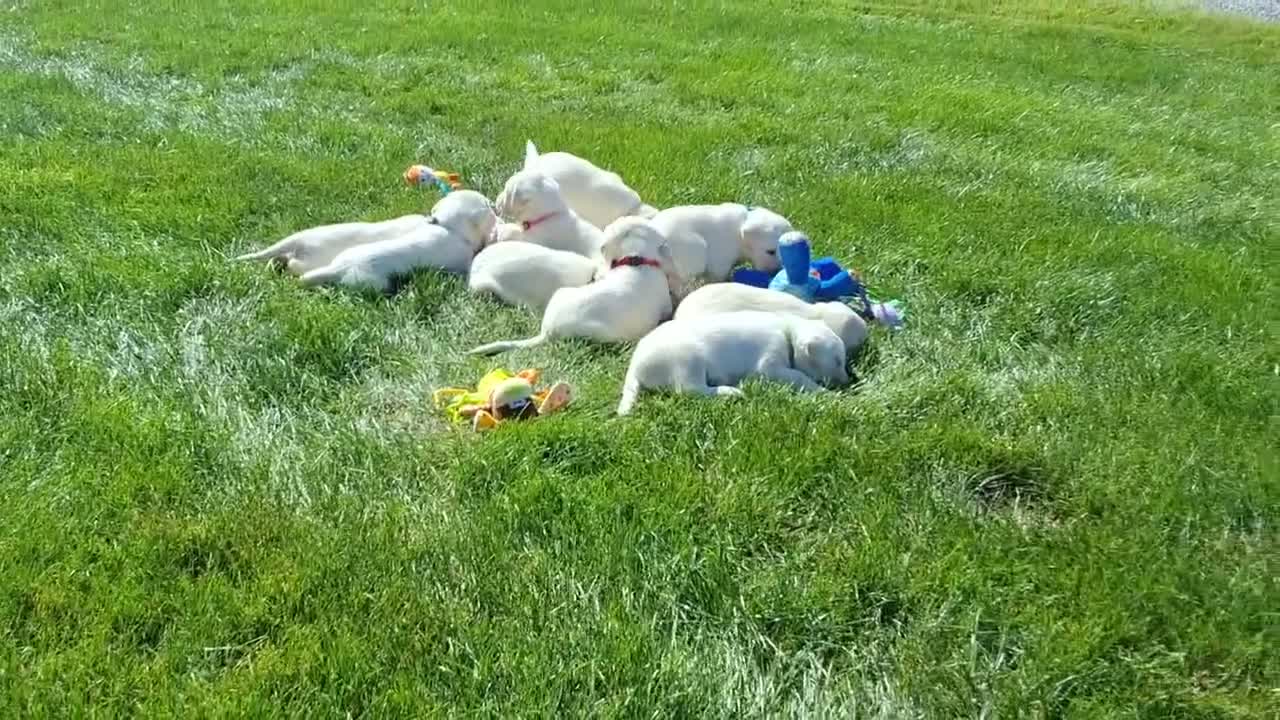 Labrador Retriever dogs for sale: Bo Retriever 4 - Video 1