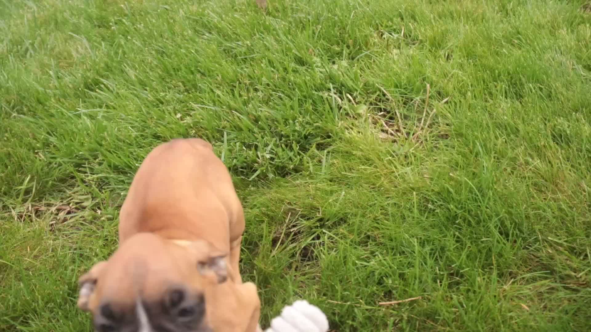 Boxer dogs for sale: Gemma - Video 1