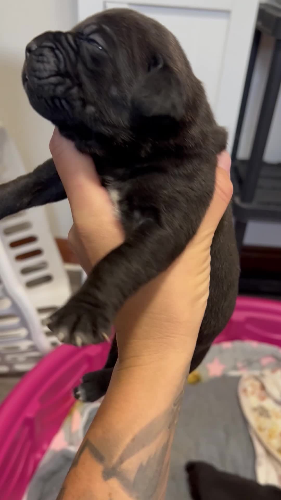Cane Corso dogs for sale: Cane Corso 2 - Video 1