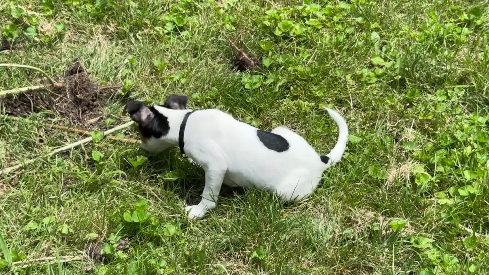 Jack Russell Terrier dogs for sale: Pipsqueak - Video 2