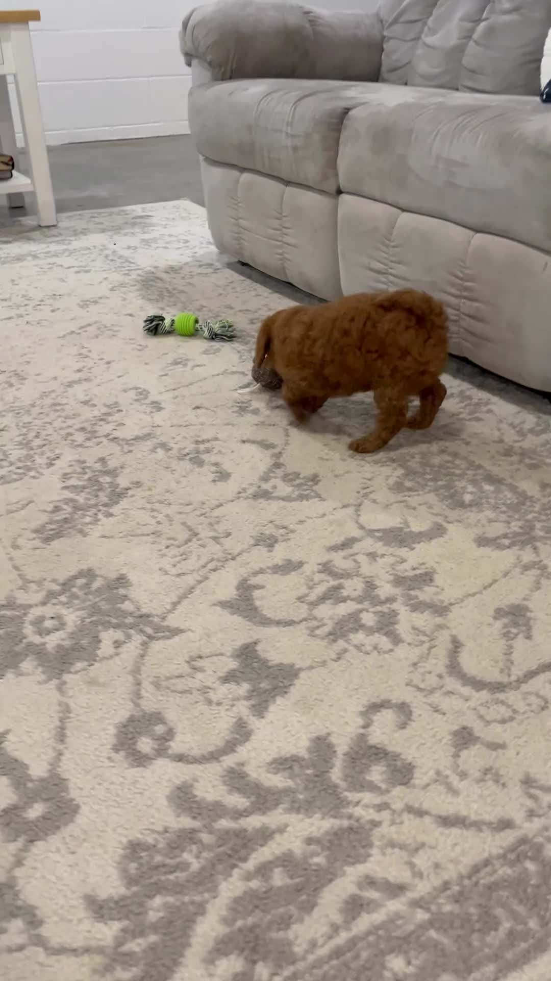 Mini Goldendoodle dogs for sale: Richie - Video 1