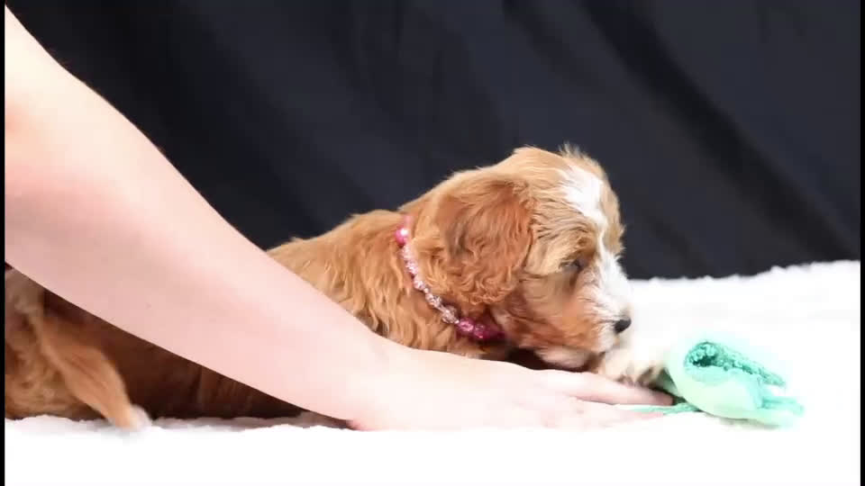 Mini Goldendoodle dogs for sale: Bubbles - Video 1