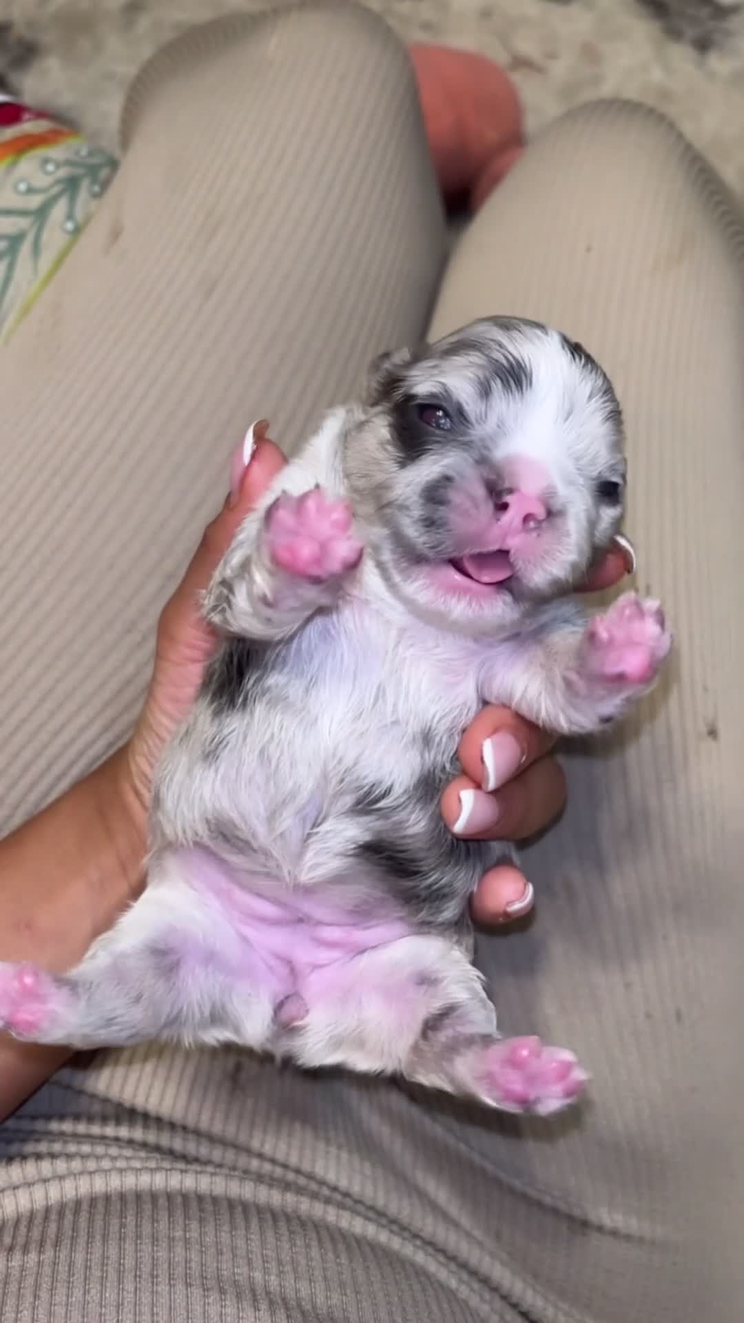 French Bulldog dogs for sale: Yin - Video 1