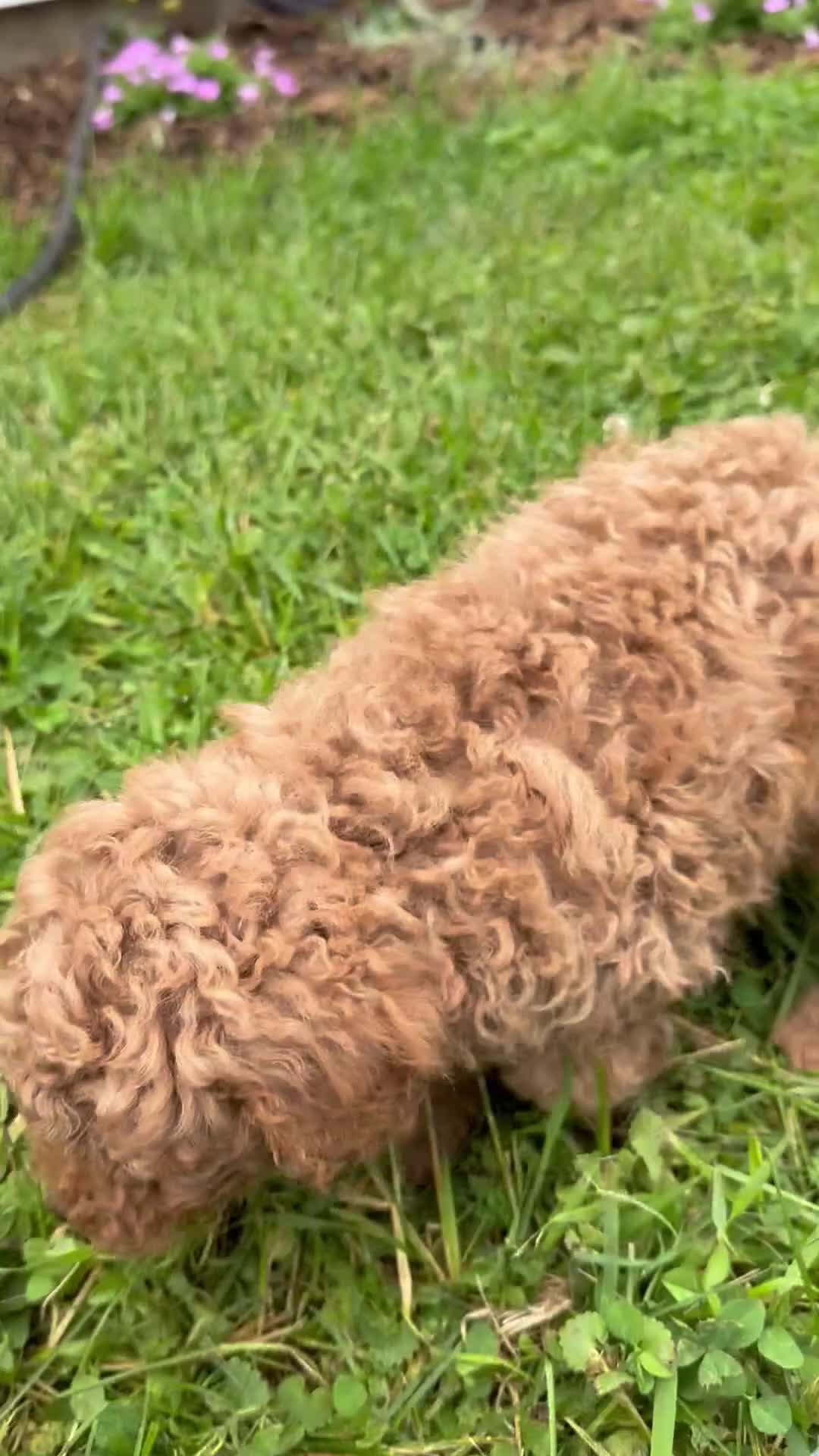 Mini Goldendoodle dogs for sale: Buddy - Video 1
