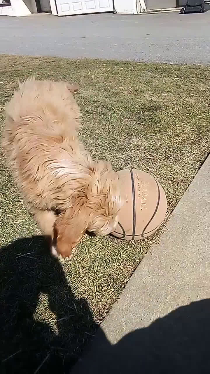 Mixed Breed dogs for sale: Alex  - Video 1