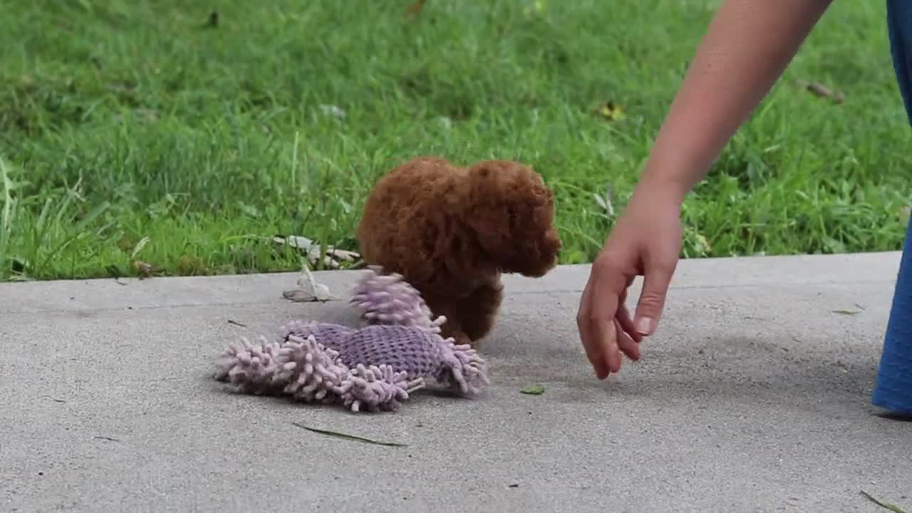 Miniature Poodle dogs for sale: Jax - Video 1