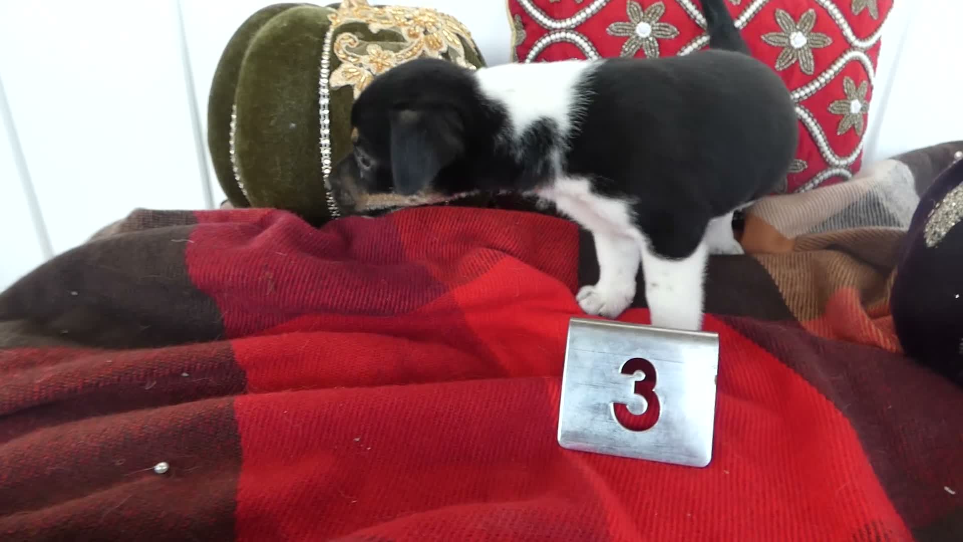 Chihuahua dogs for sale: Chihuahua 3 Ryder - Video 1