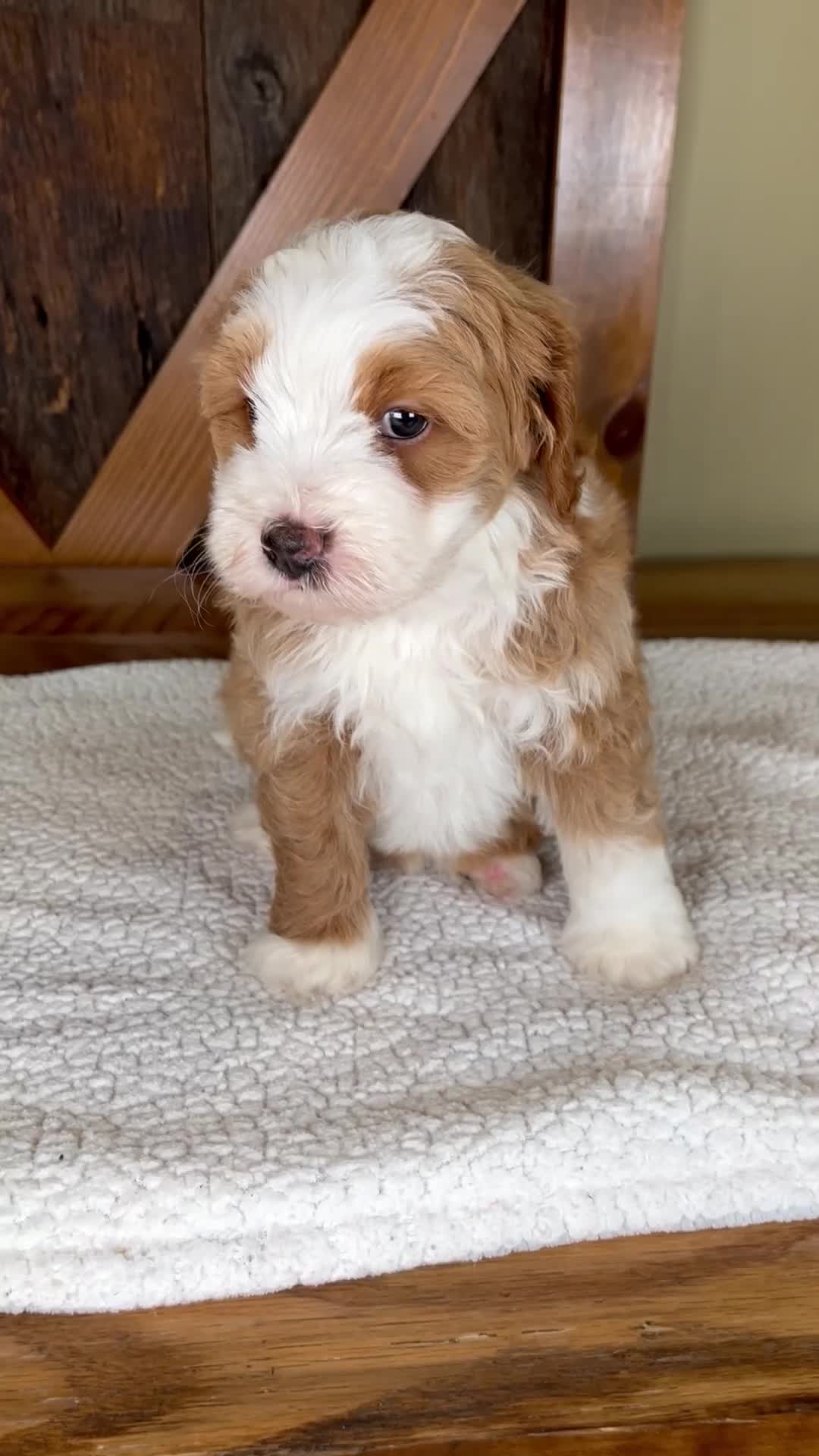 Mini Bernedoodle dogs for sale: Sanderson - Rare color! - Video 1