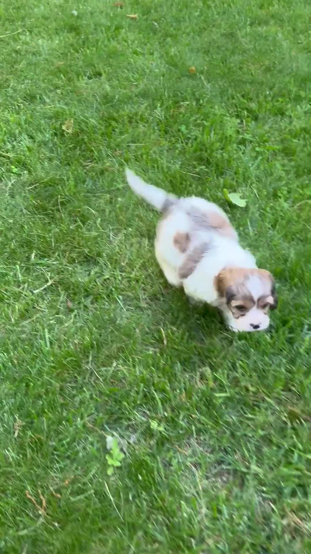 Cavapoo dogs for sale: Apollo - Video 1