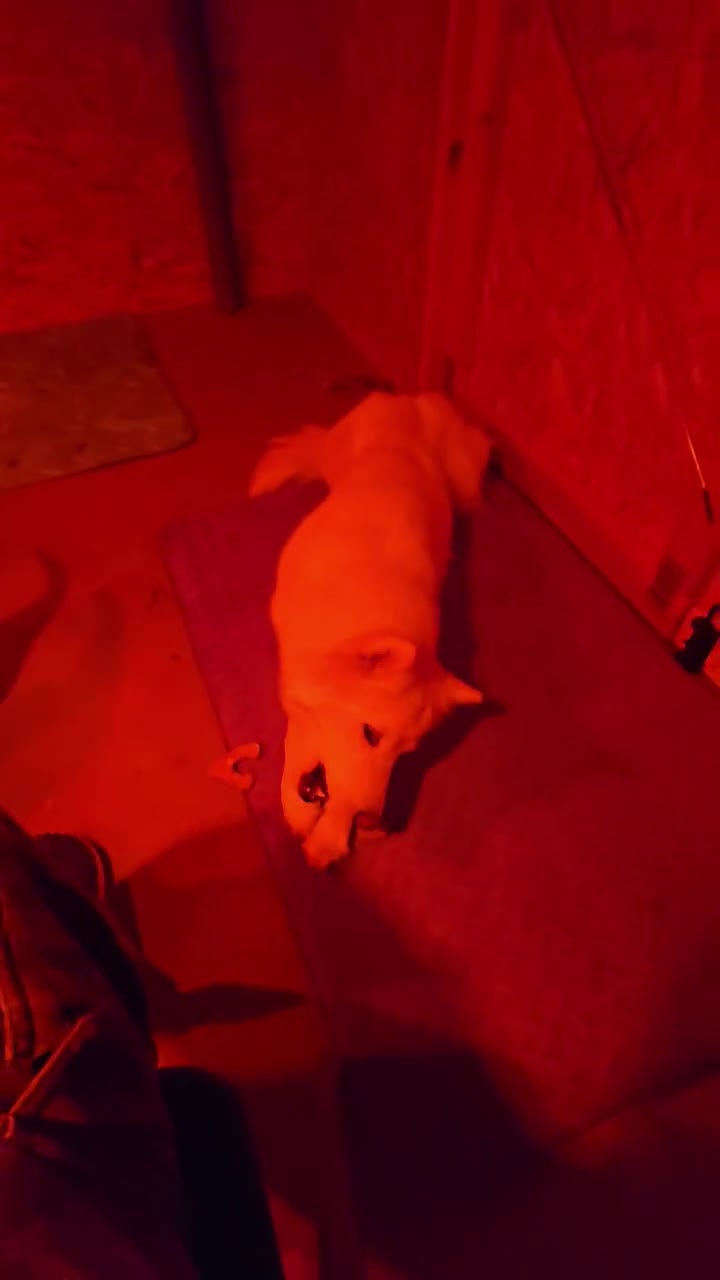 Siberian Husky dogs for sale: Oreo - Video 2