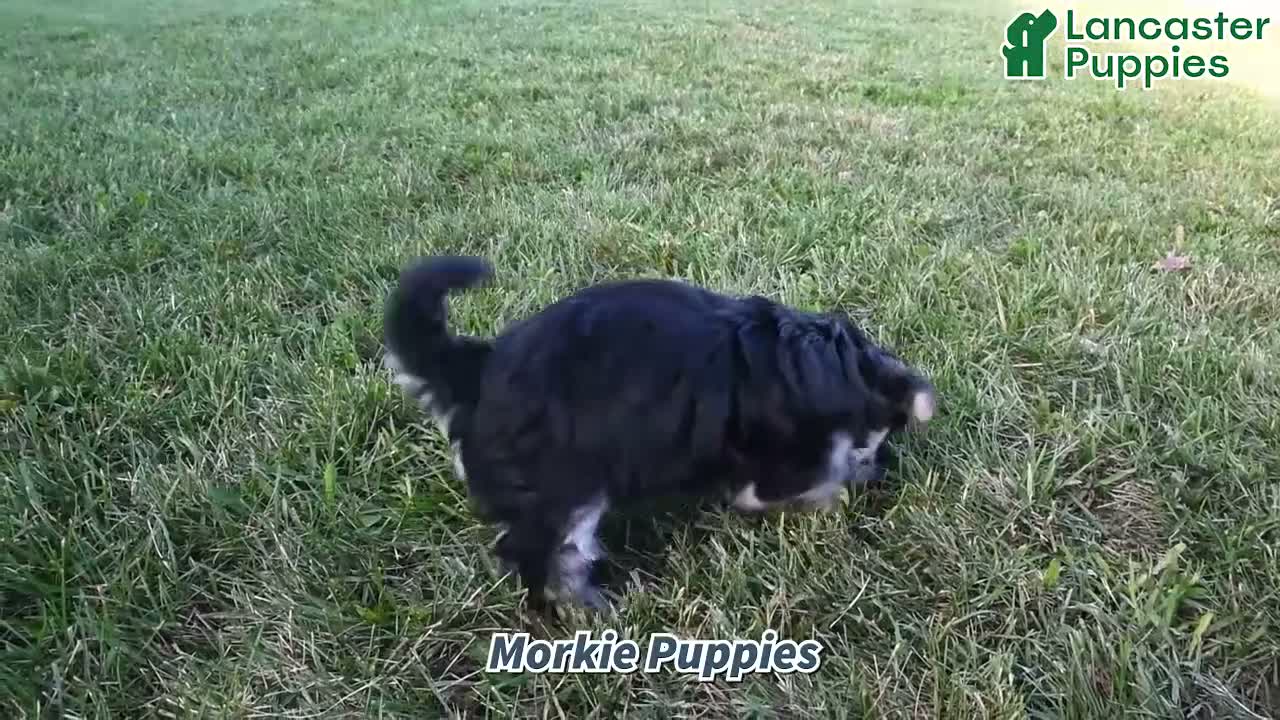 Morkie dogs for sale: Macey  - Video 1