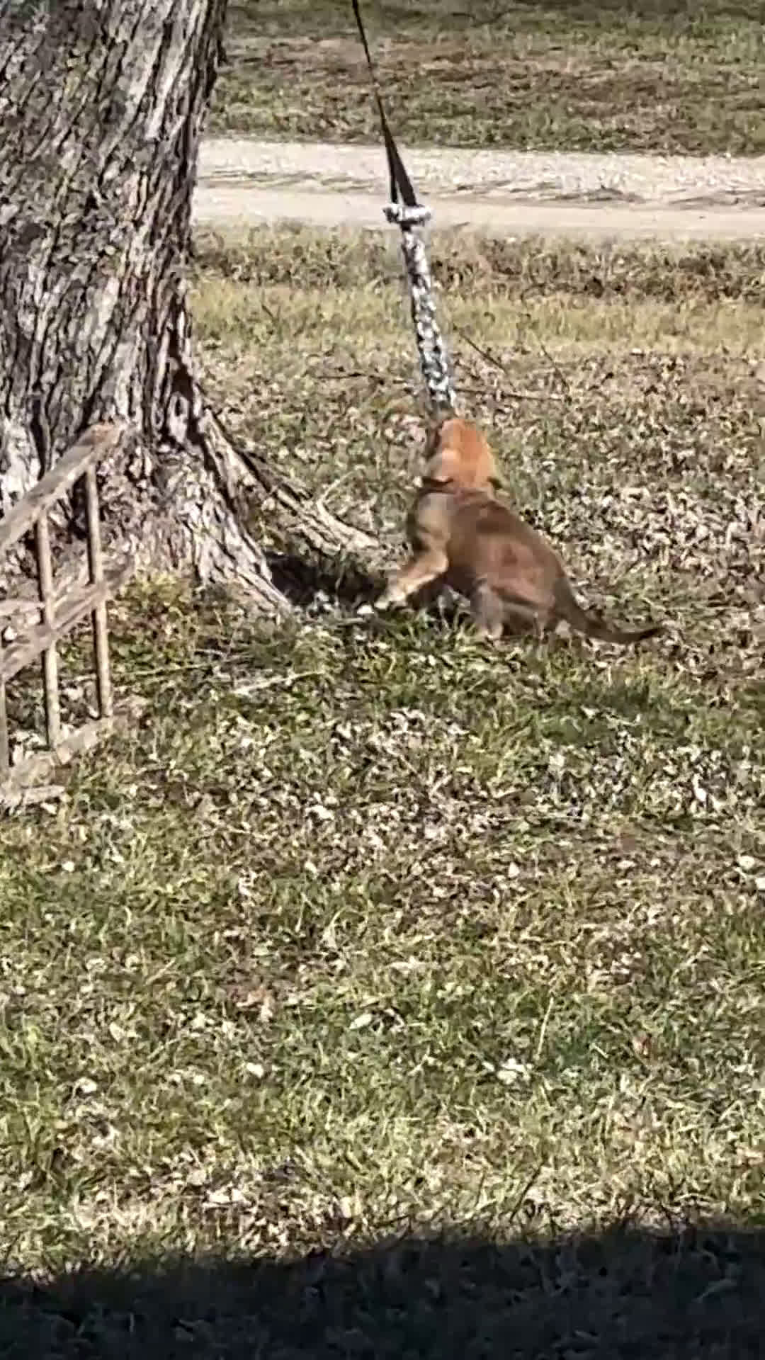 Mixed Breed dogs for sale: Athena and Hera  - Video 1