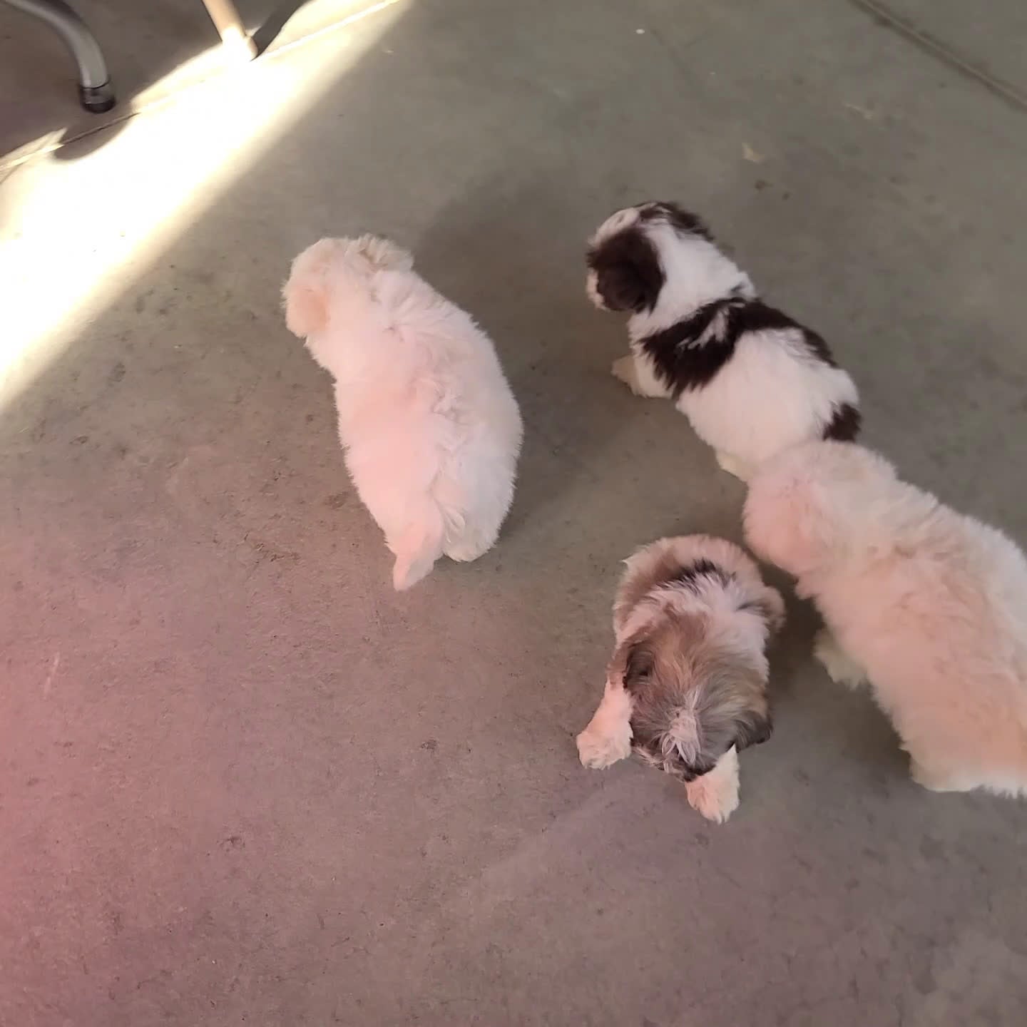 Havanese dogs for sale: Zelda - Video 1