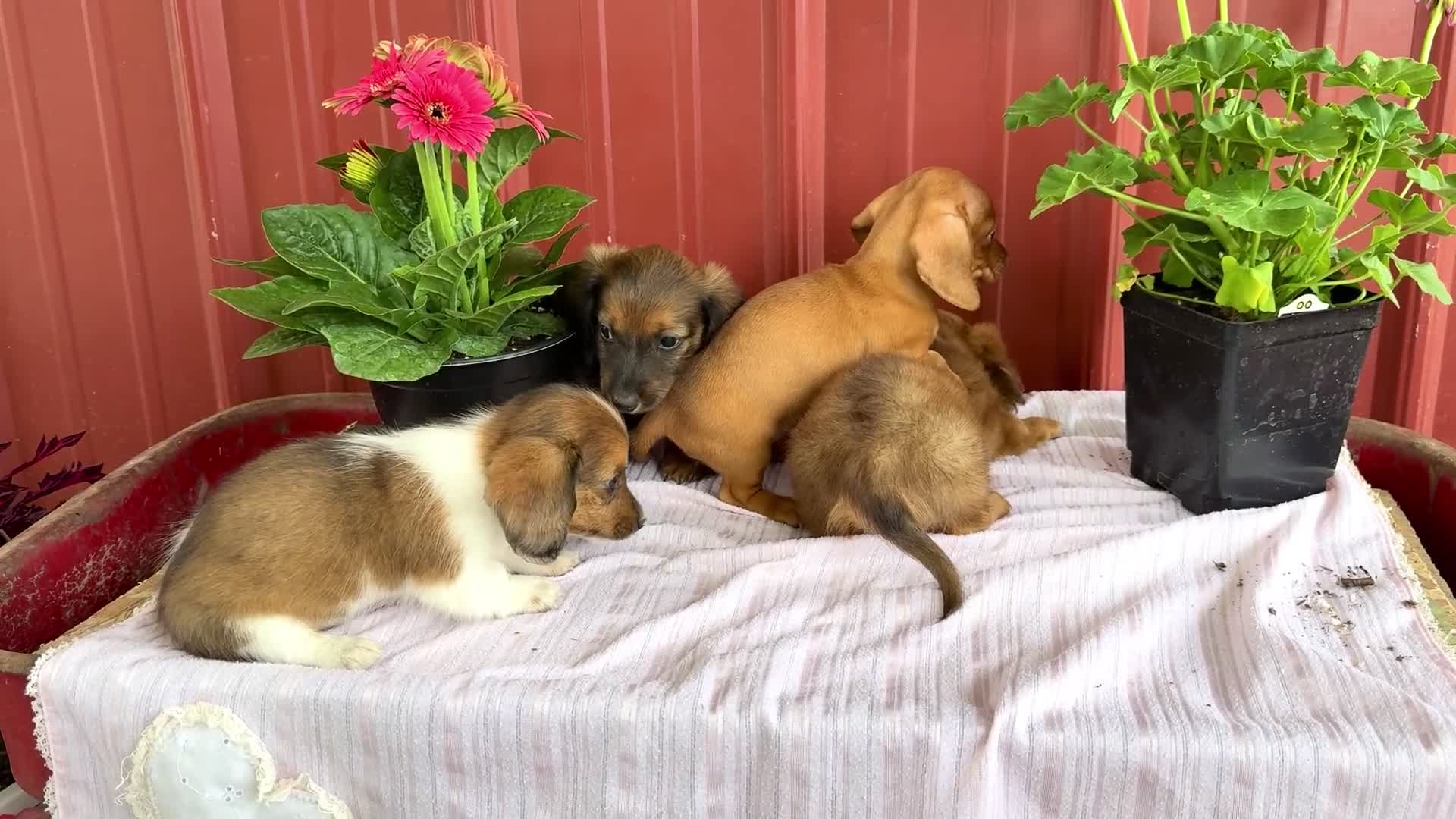 Miniature Dachshund dogs for sale: Bryce - Video 2