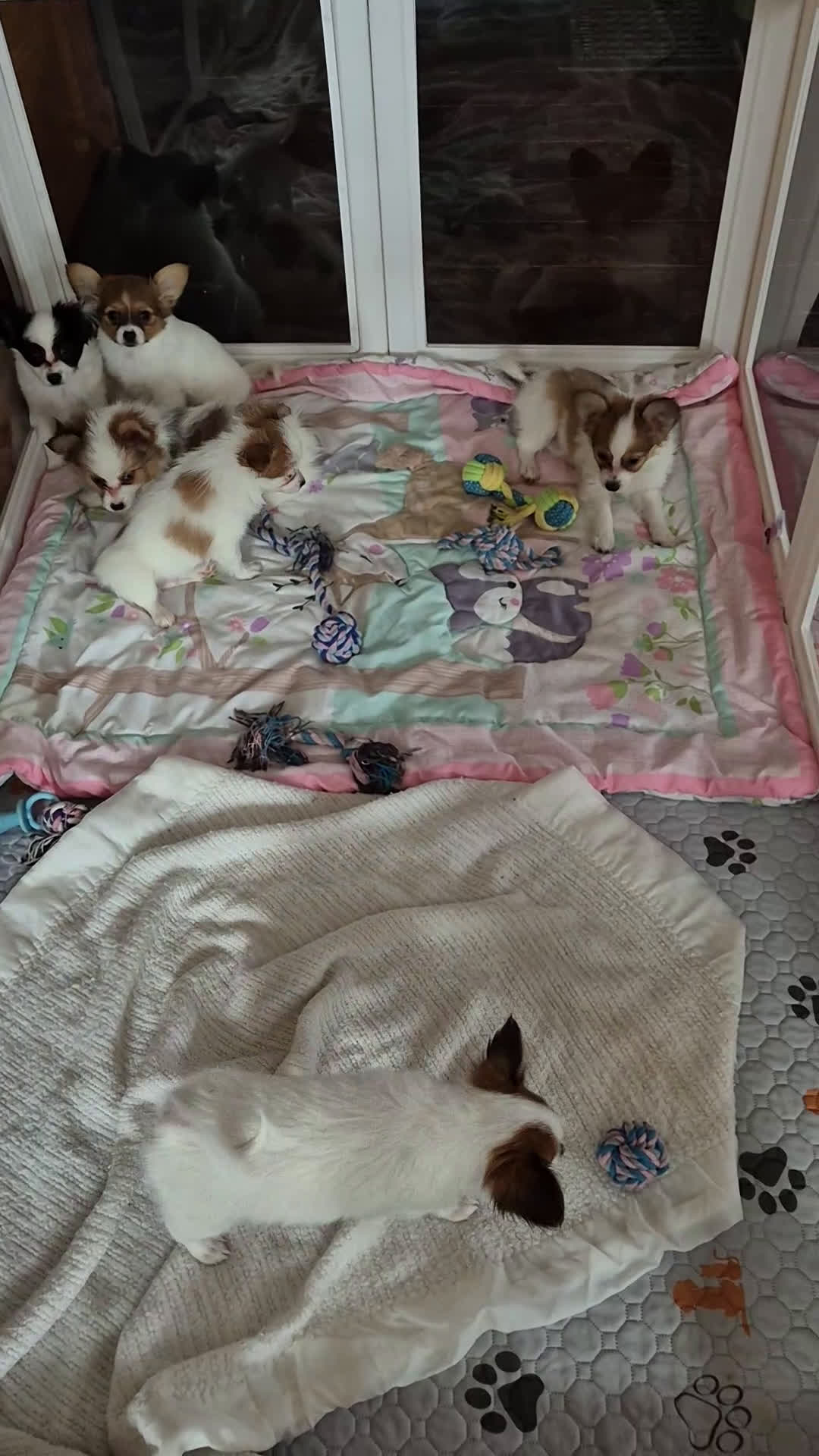 Papillon dogs for sale: Blue boy(Sunny) - Video 1