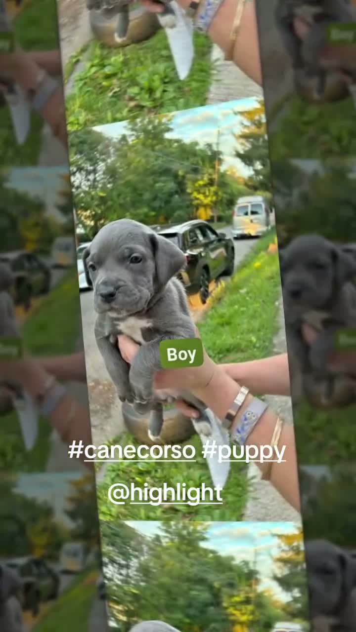 Cane Corso dogs for sale: Cane Corso 3 - Video 1