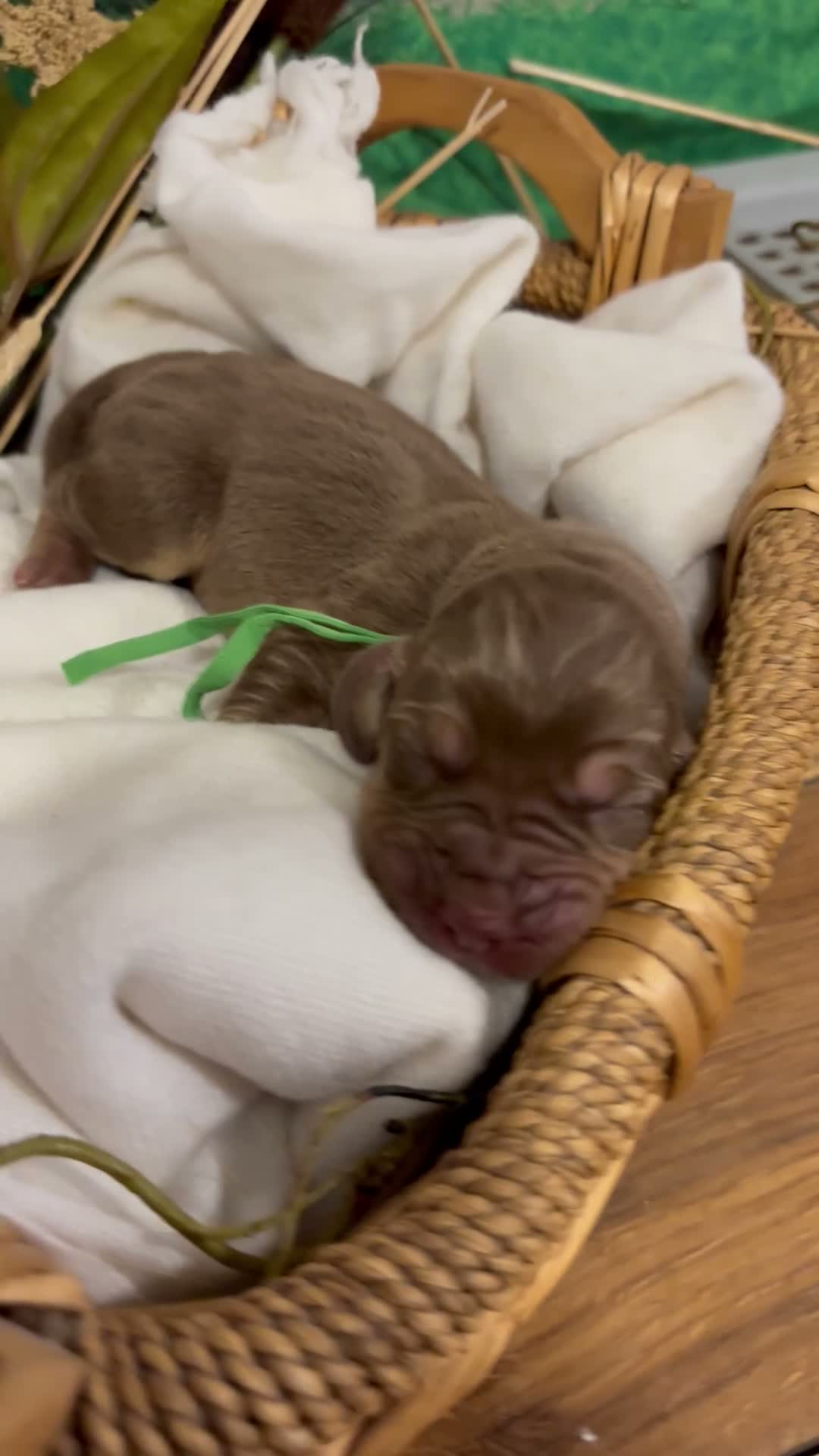 Bloodhound dogs for sale: Green collar male - Video 1