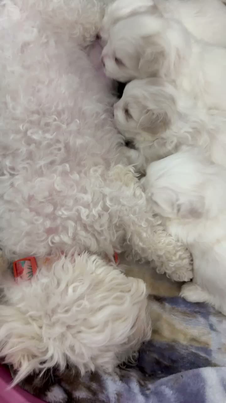 Maltese dogs for sale: Pumpkin - Video 1