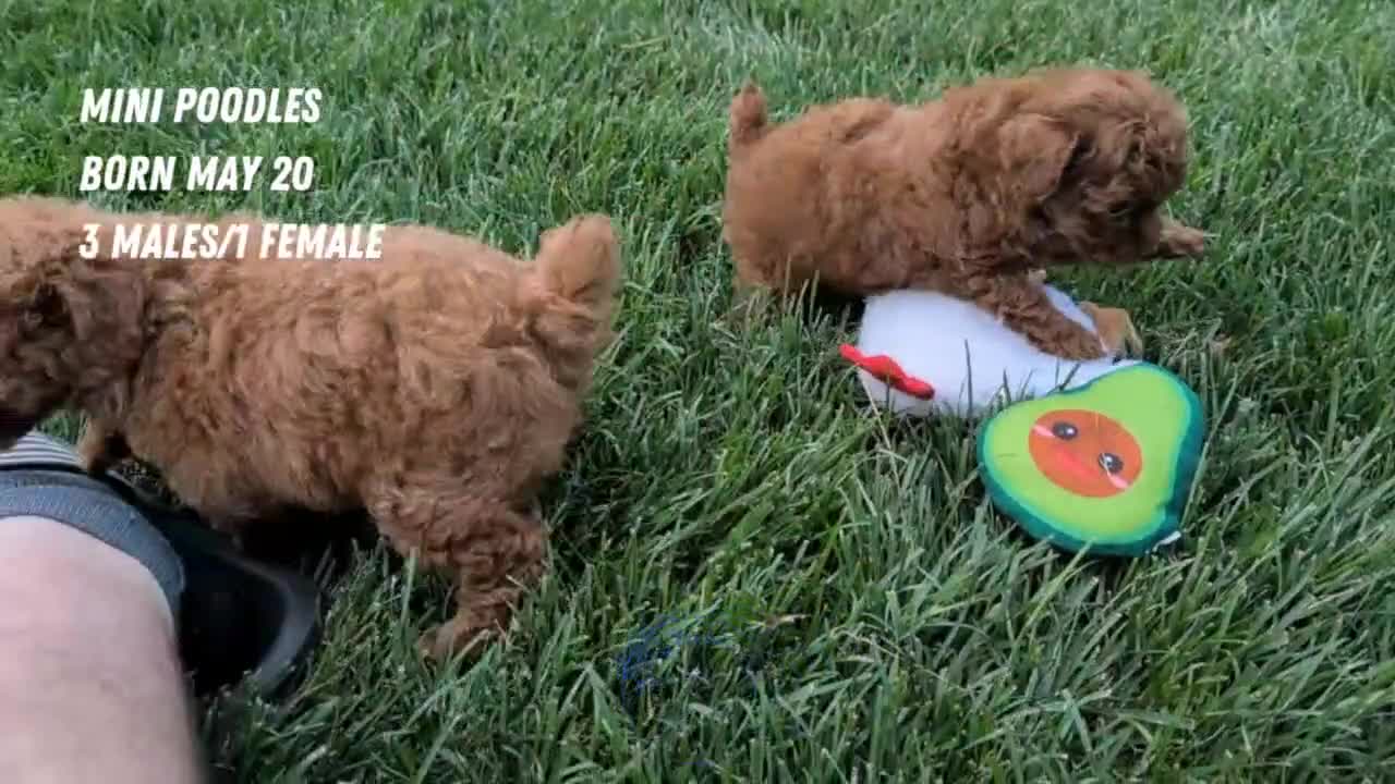 Toy Poodle dogs for sale: Carson - Video 3