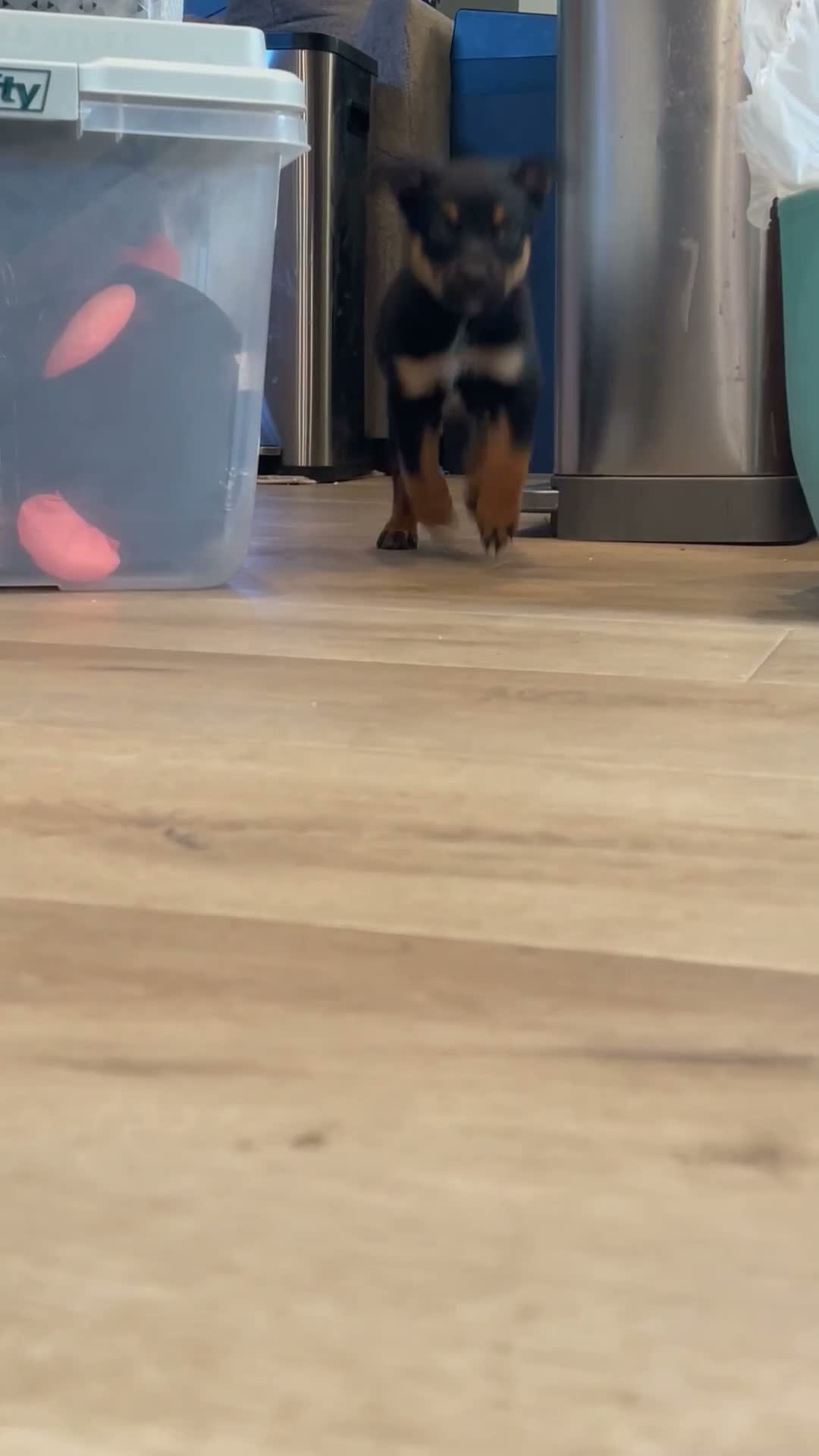 Mixed Breed dogs for sale: Girl 1 (no tail) Cosmo - Video 1
